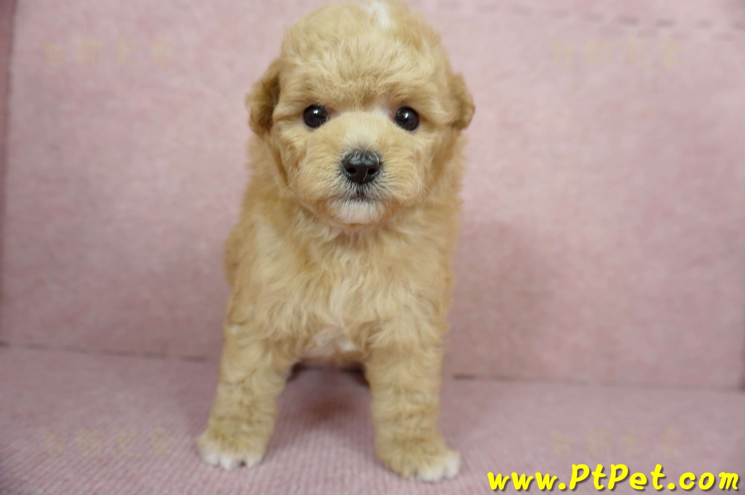 11/26迷你型奶油貴賓公幼犬2號(桃園中壢)