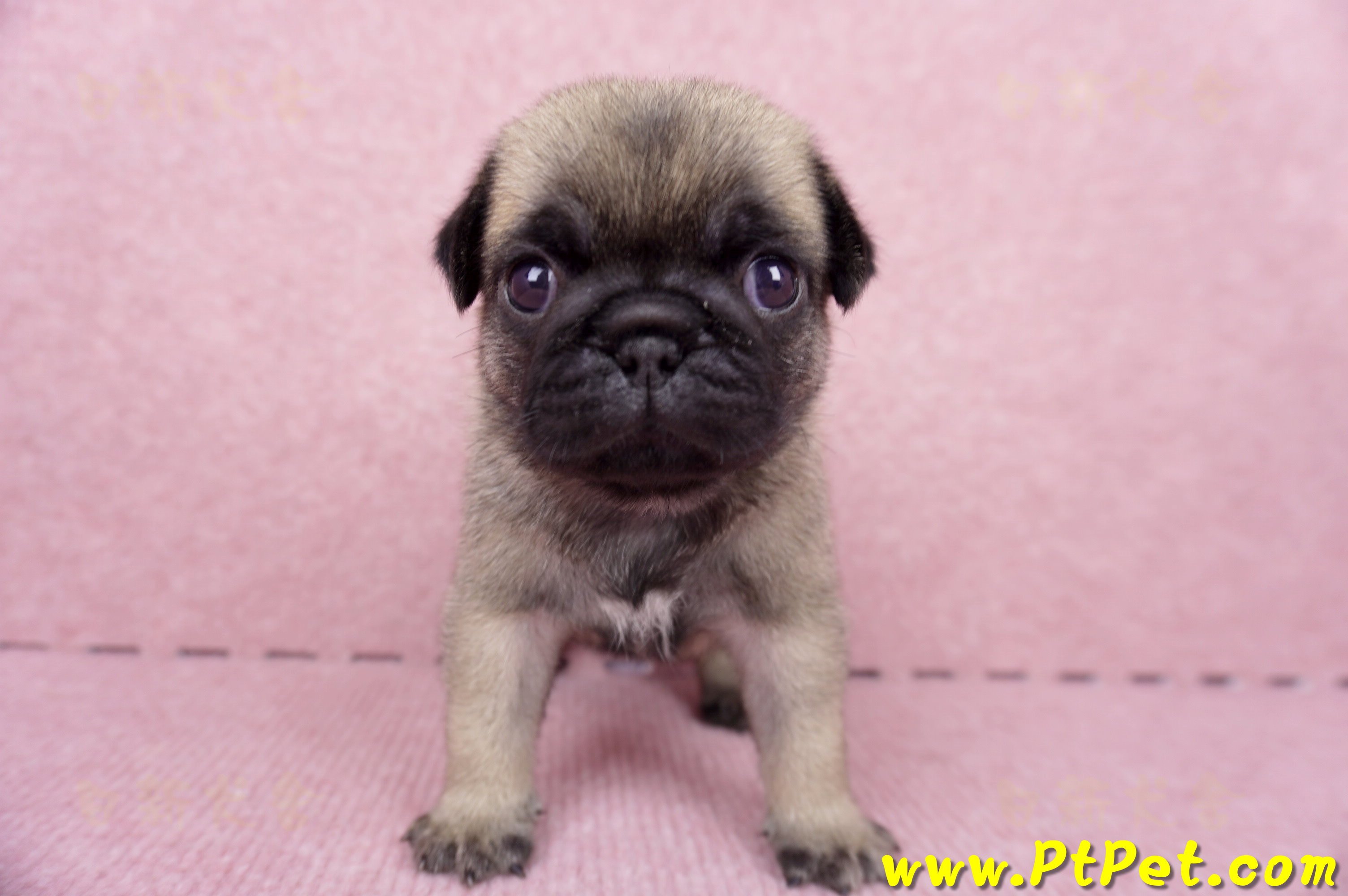 06/23巴哥母幼犬1號(新竹東區)