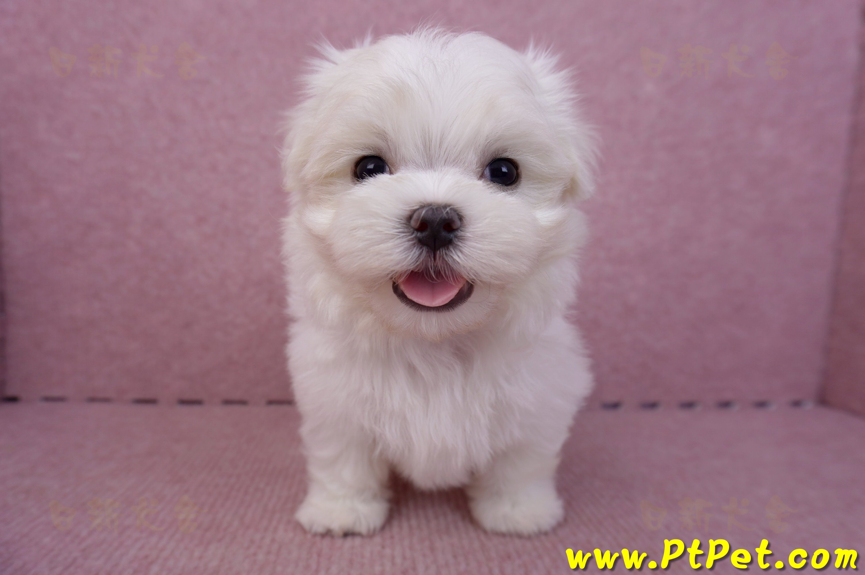 06/26迷你型馬爾濟斯公幼犬2號(高雄前金)