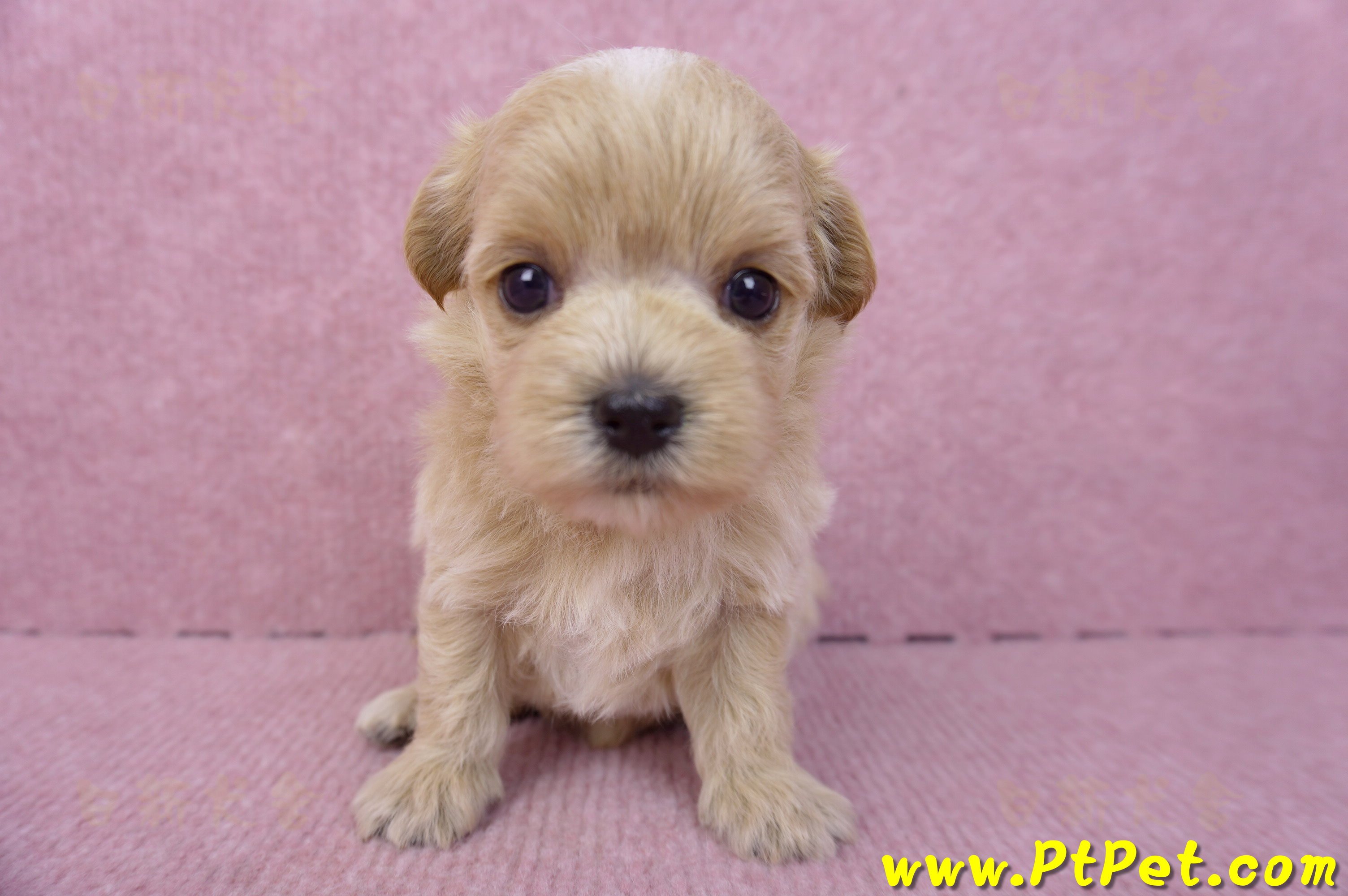 08/06奶油色馬爾泰迪母幼犬2號(高雄鼓山)