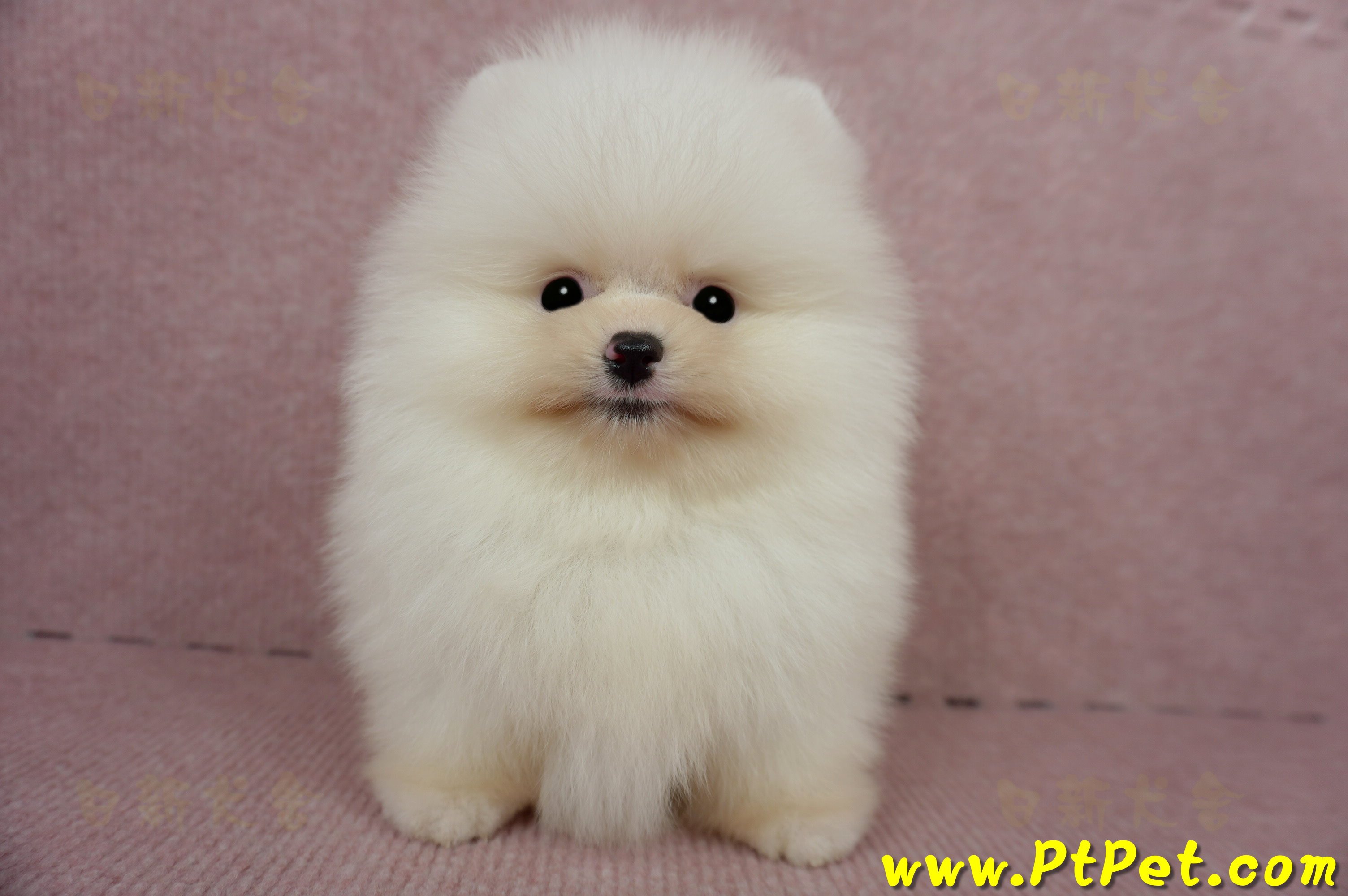 03/14迷你型松鼠白博美公幼犬2號(台北士林)