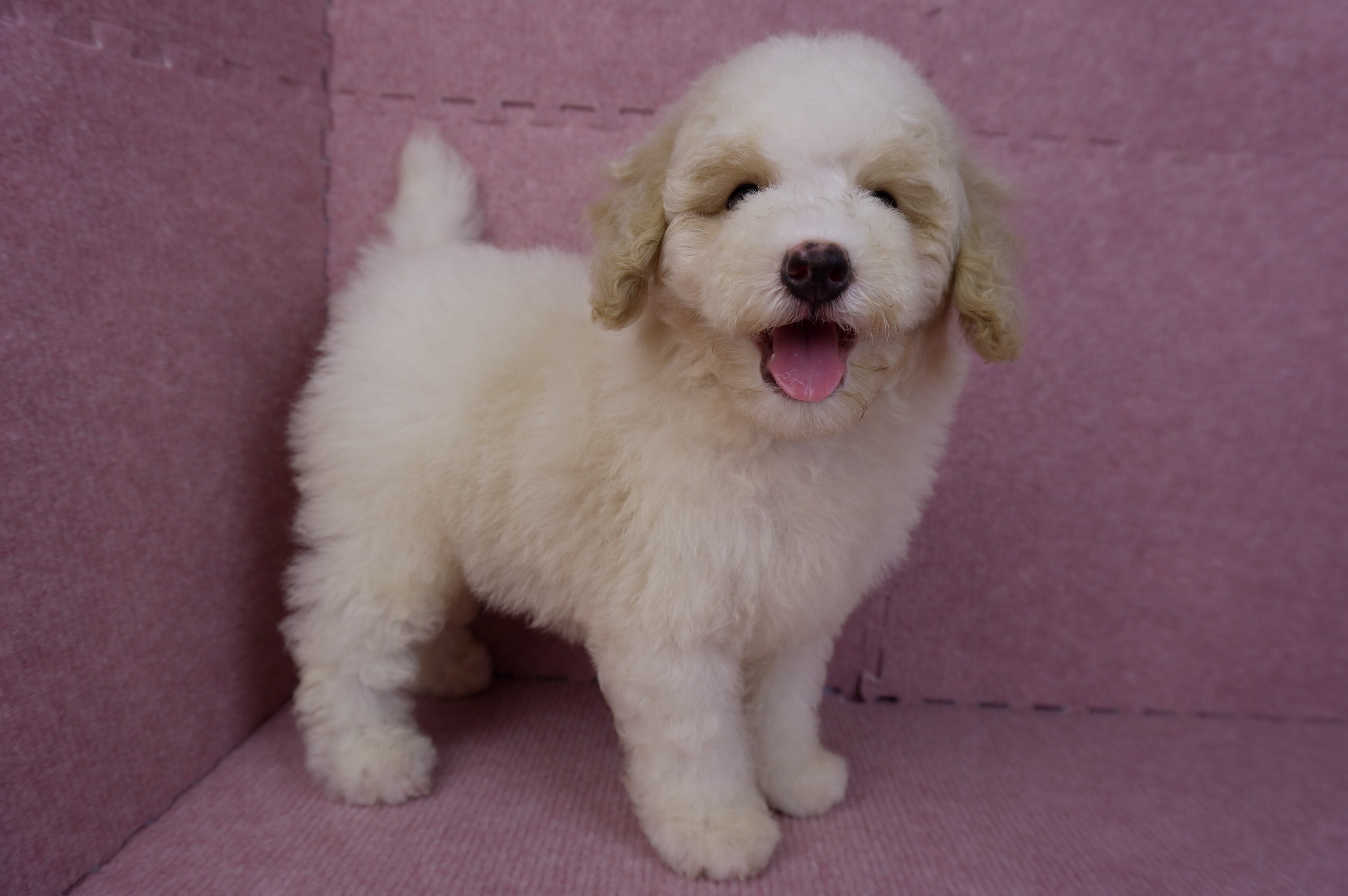 07/10迷你型花貴賓公幼犬(奶油花)(屏東東港)