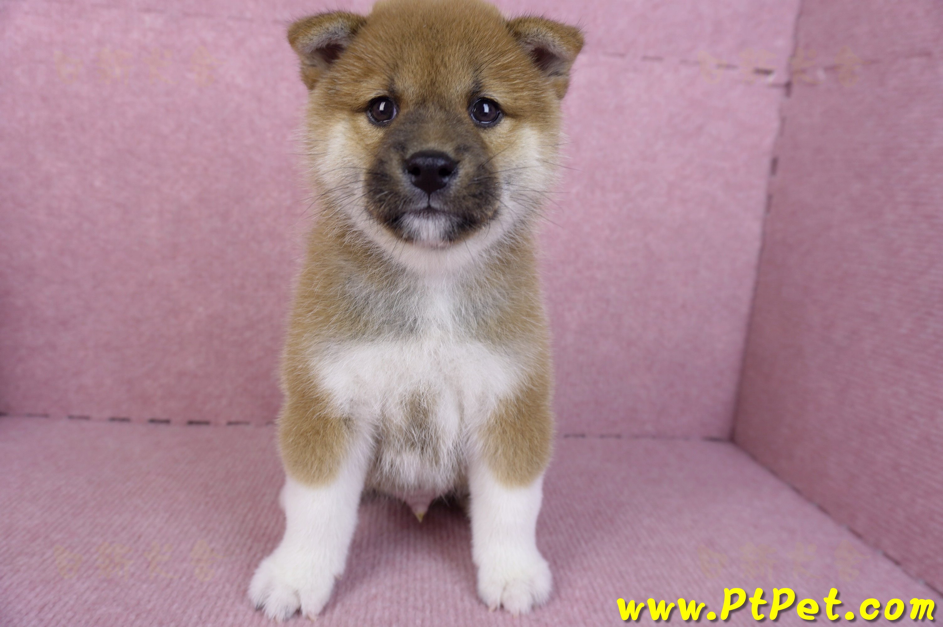 11/19赤色柴犬公幼犬