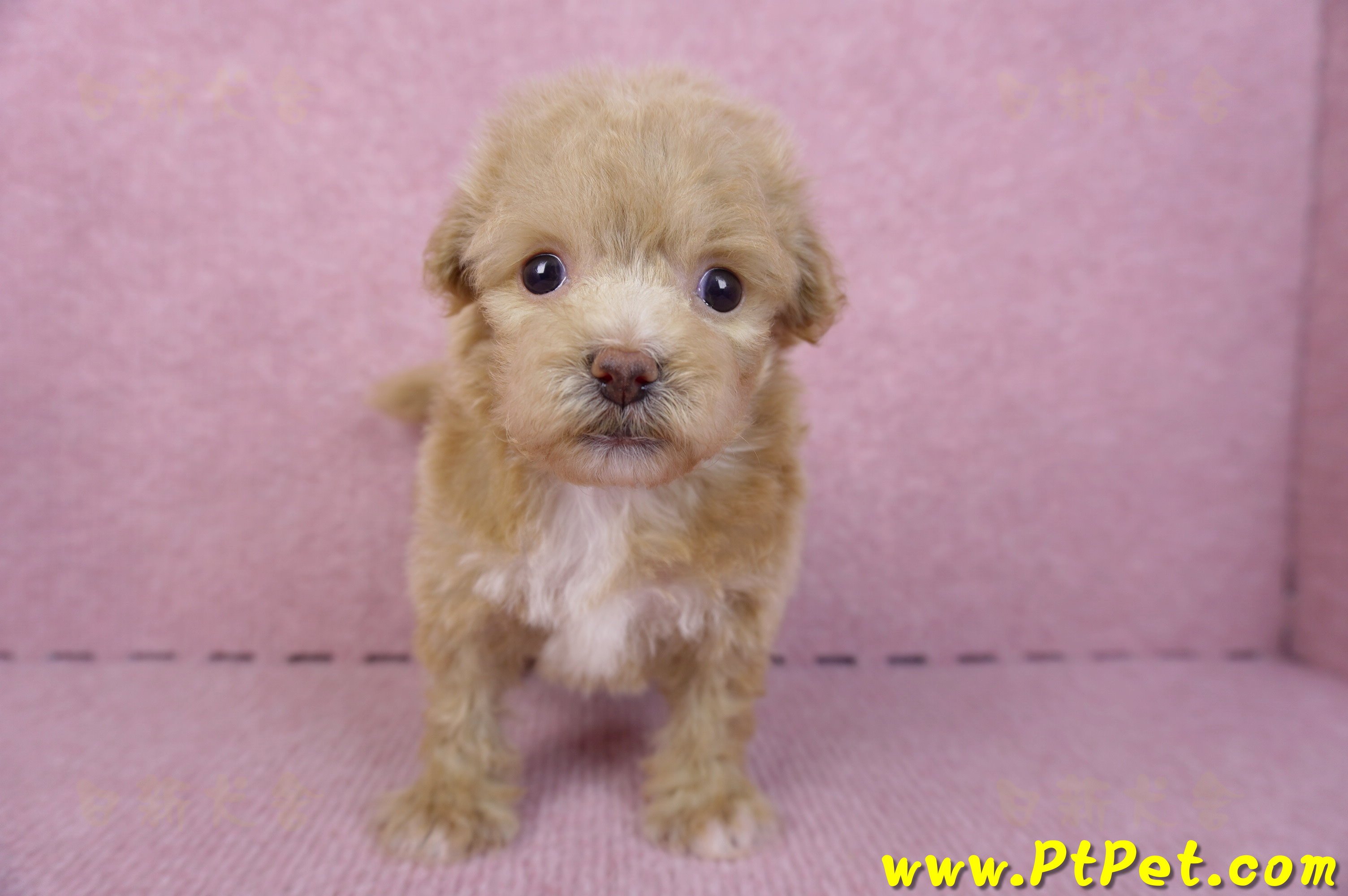 10/13泰迪比熊母幼犬(高雄小港)