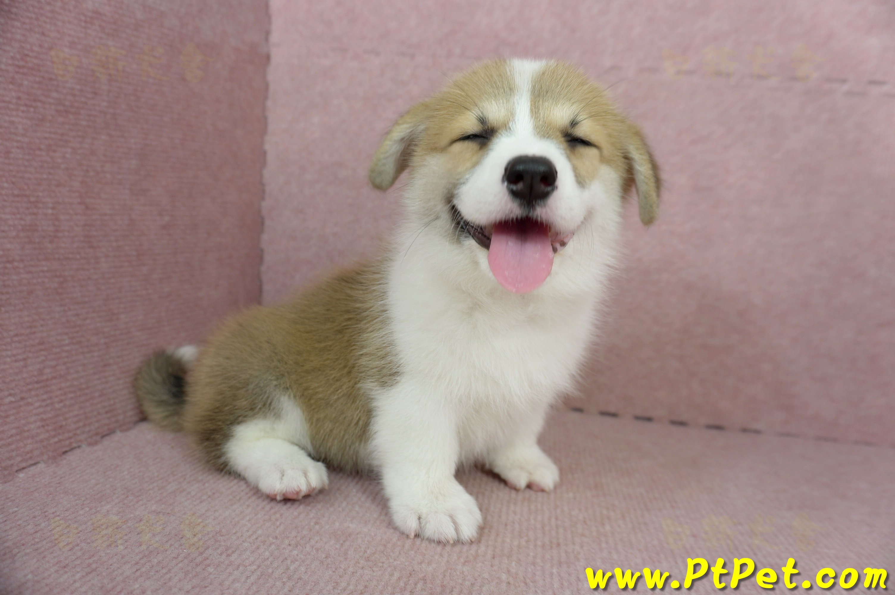 02/09雙色柯基犬母幼犬(屏東九如)