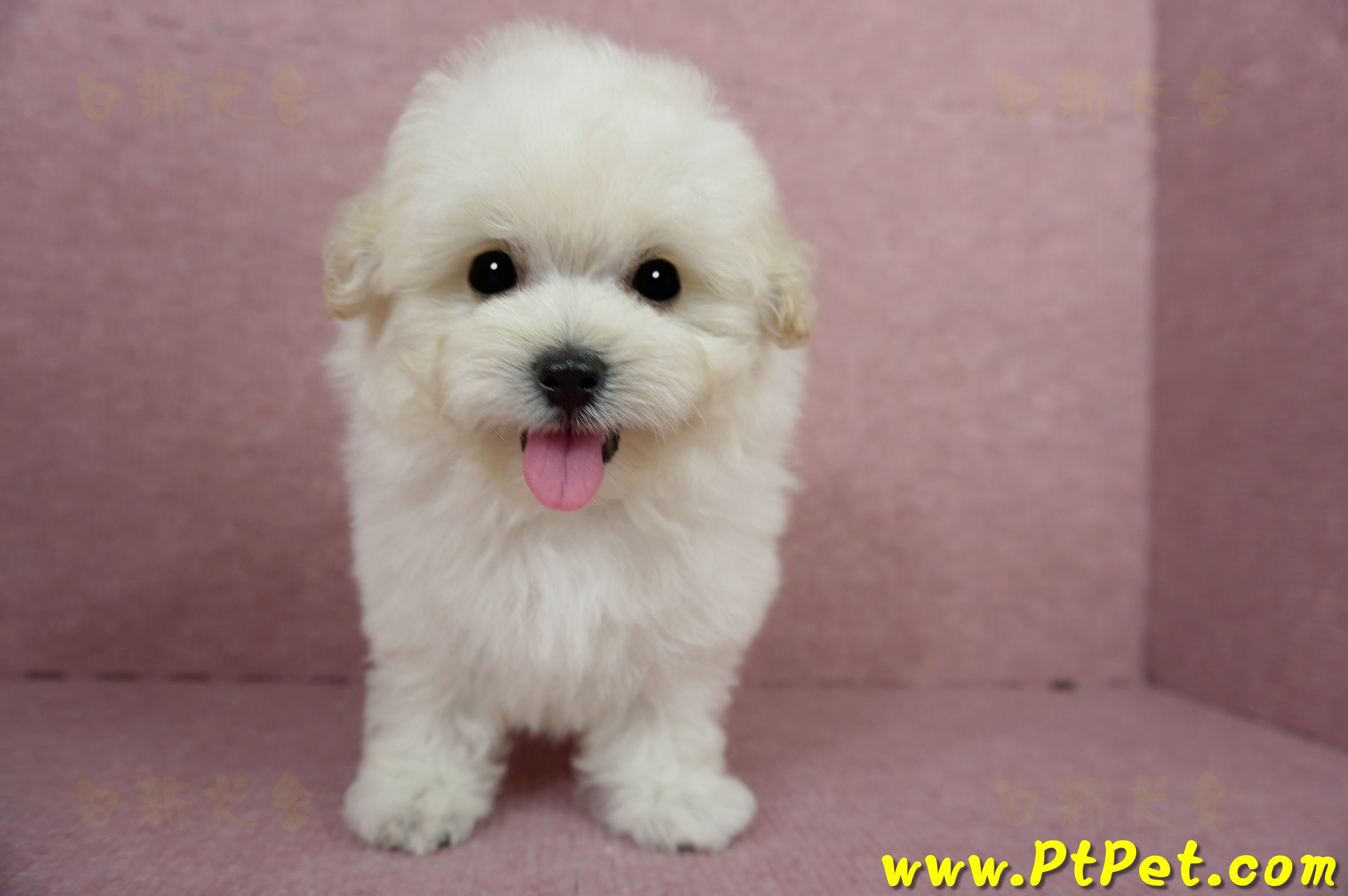 03/31奶油色馬爾泰迪母幼犬(桃園蘆竹)