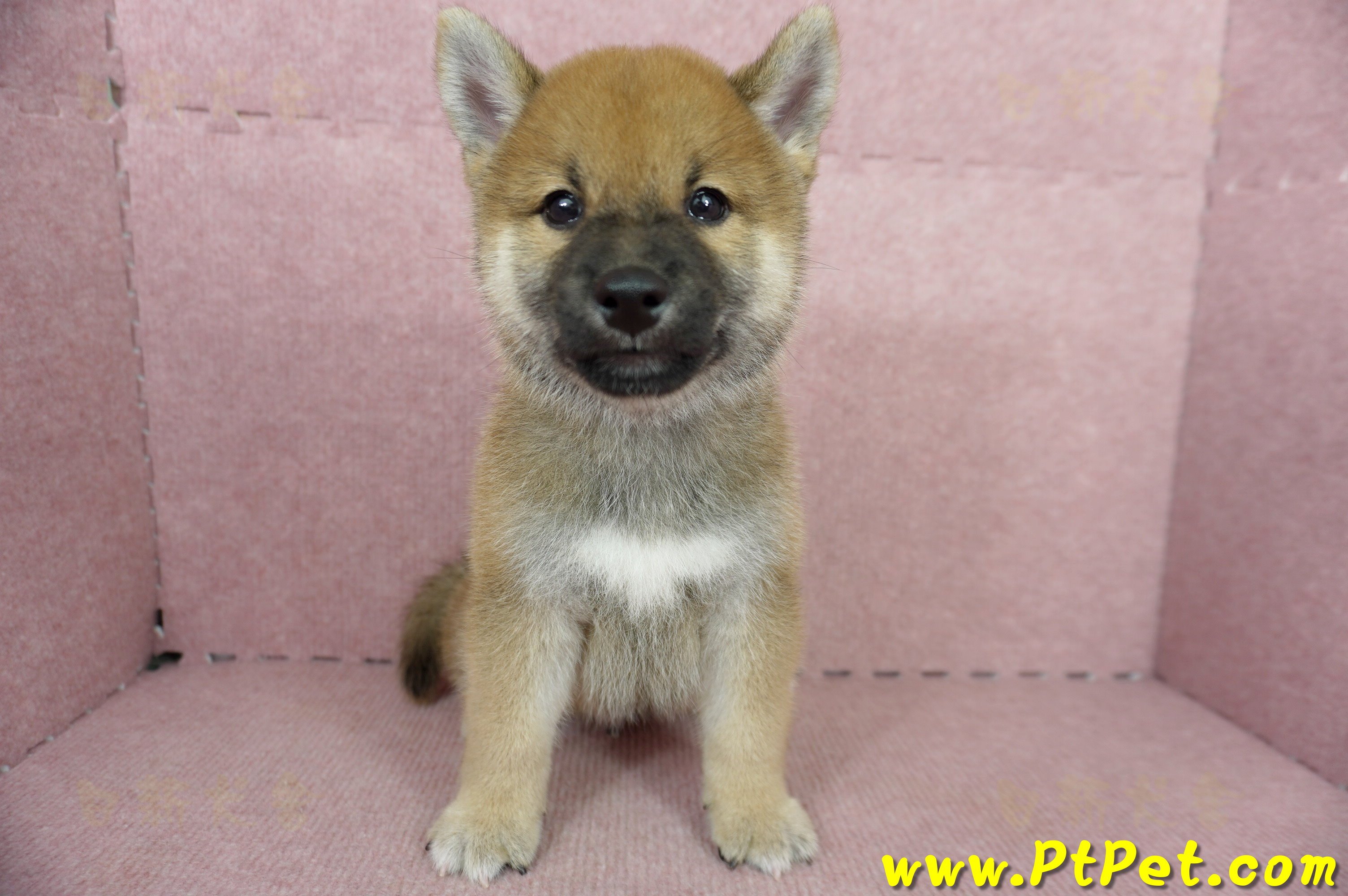 05/11赤色柴犬公幼犬(高雄大社)