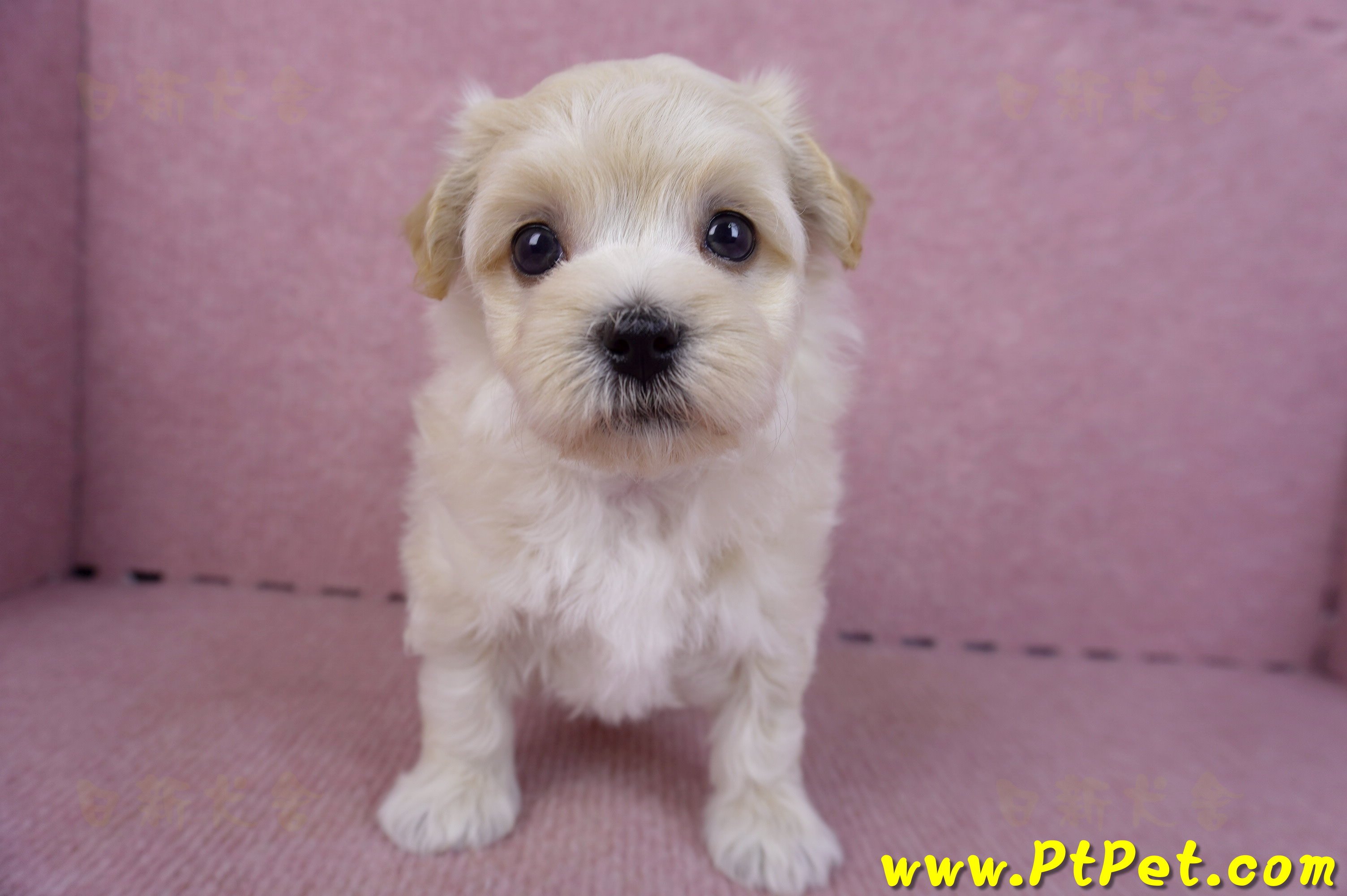 11/06馬爾泰迪公幼犬(屏東市)