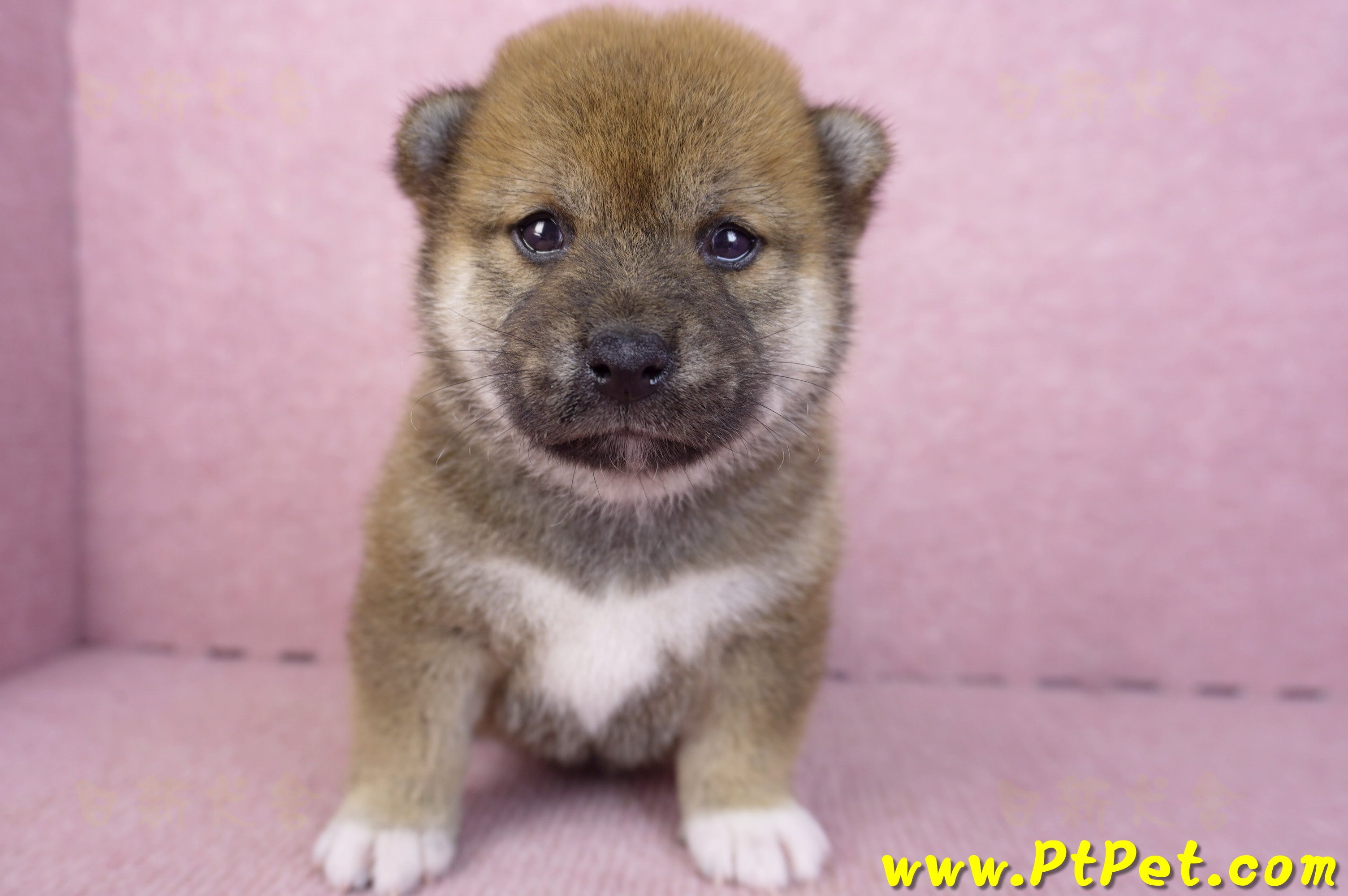 02/05赤色柴犬母幼犬1號(新北永和)