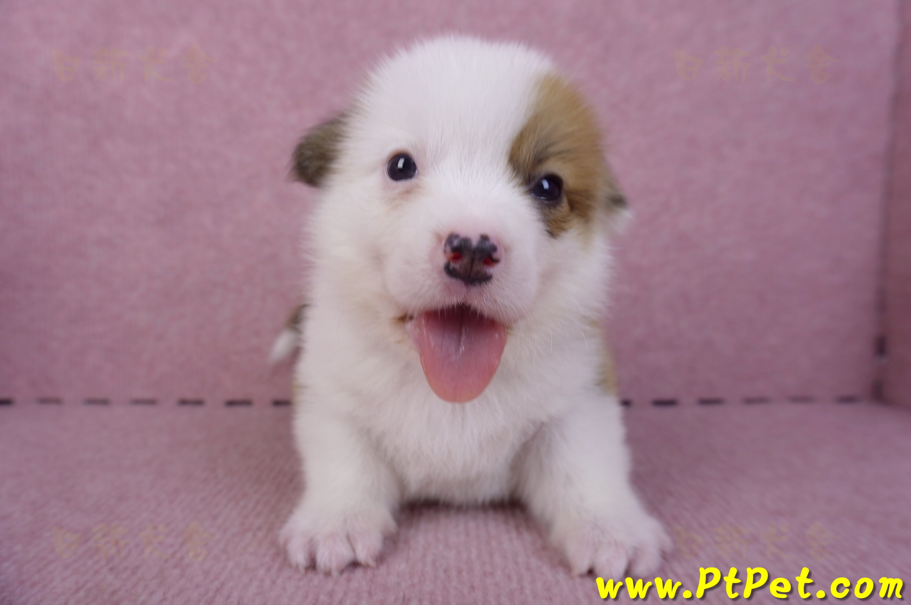 11/02雙色柯基犬公幼犬2號(屏東市)