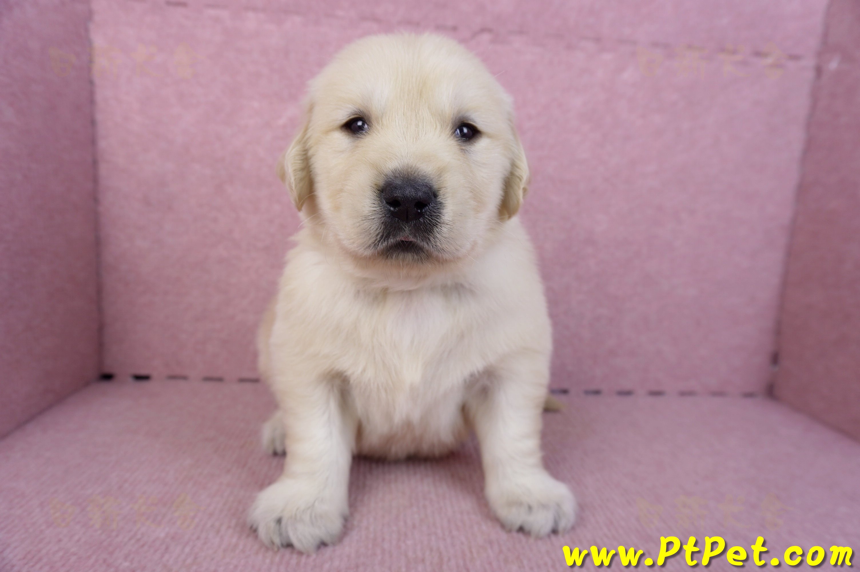 11/14黃金獵犬公幼犬2號(新北三重)