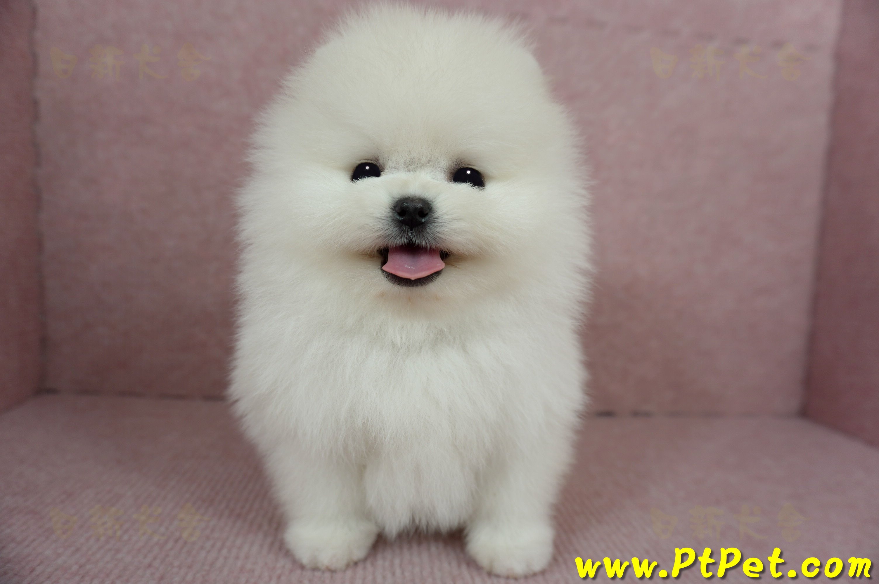 12/27迷你型松鼠白博美公幼犬(高雄前鎮)