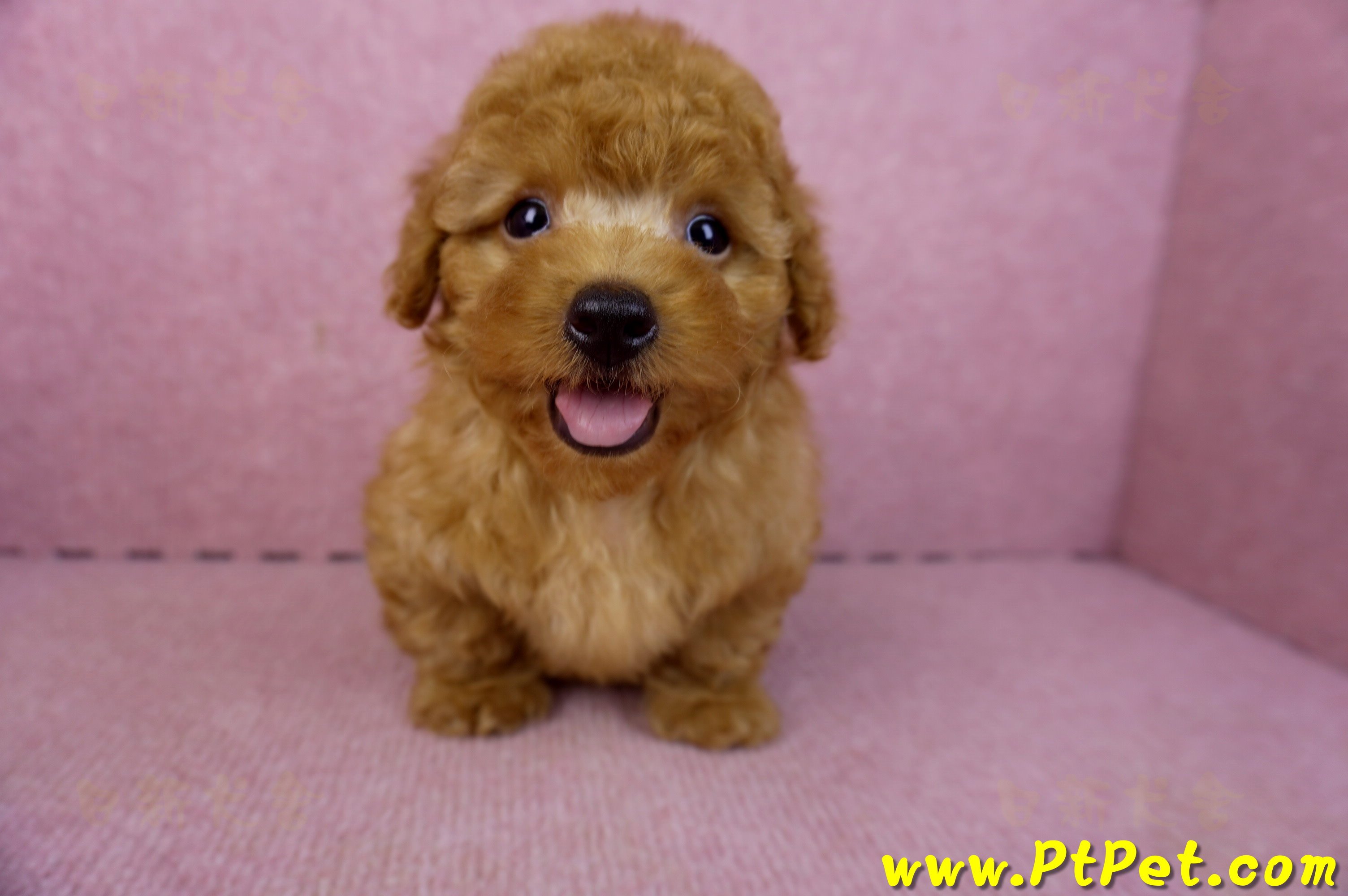 01/26紅貴賓公幼犬