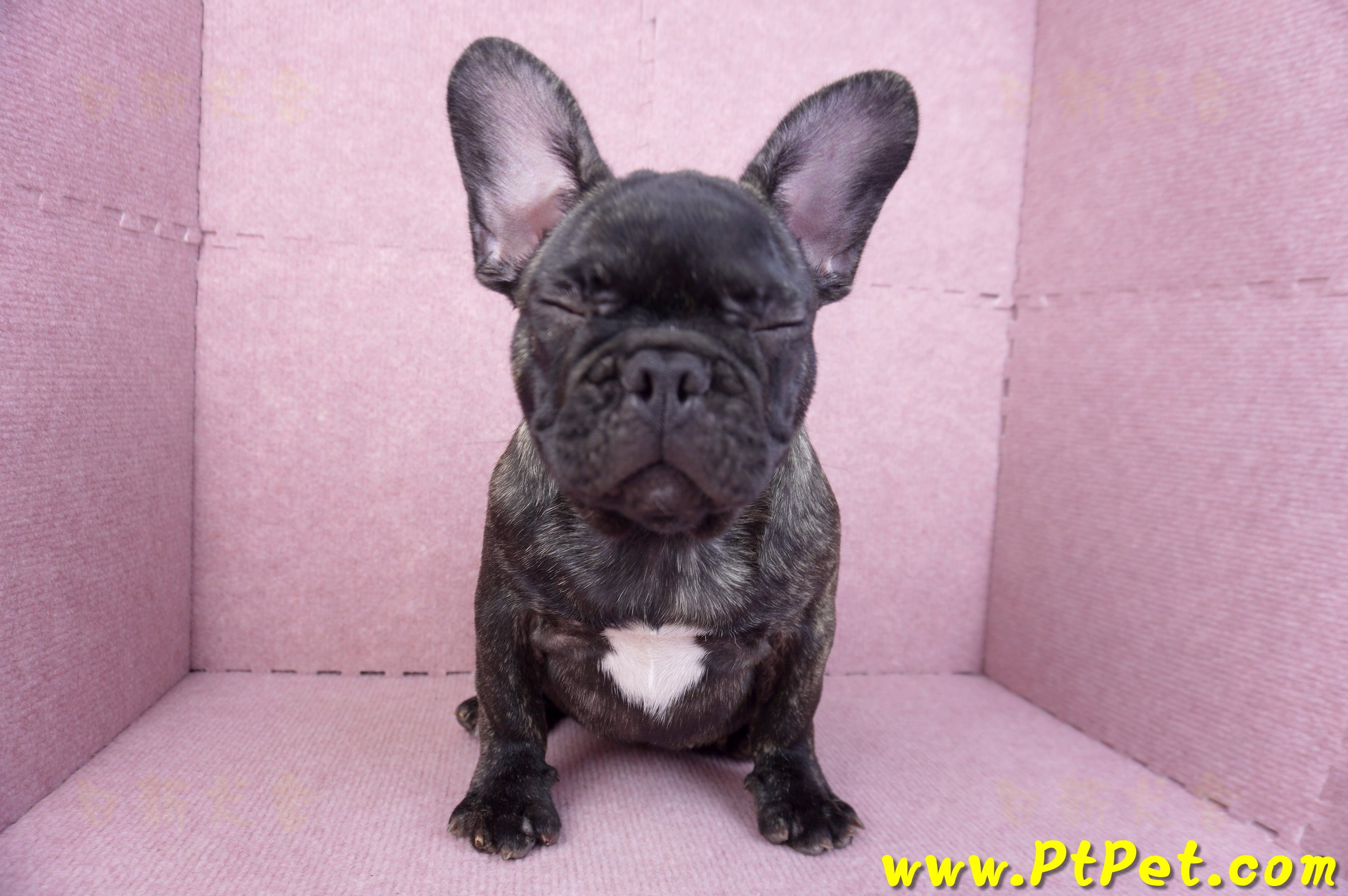 09/18虎斑色法國鬥牛母幼犬