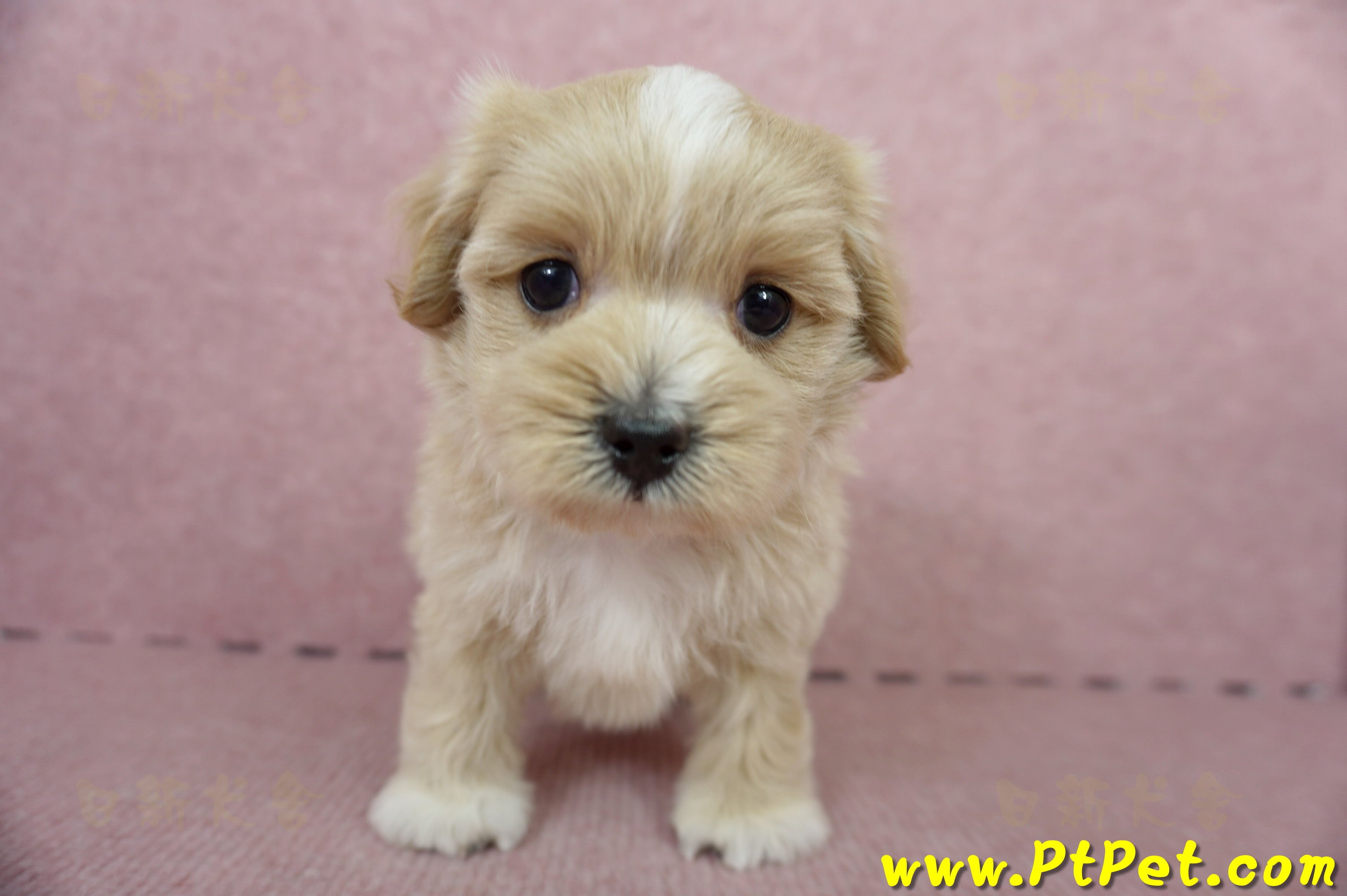 05/05奶油色馬爾泰迪公幼犬1號(台南東區)