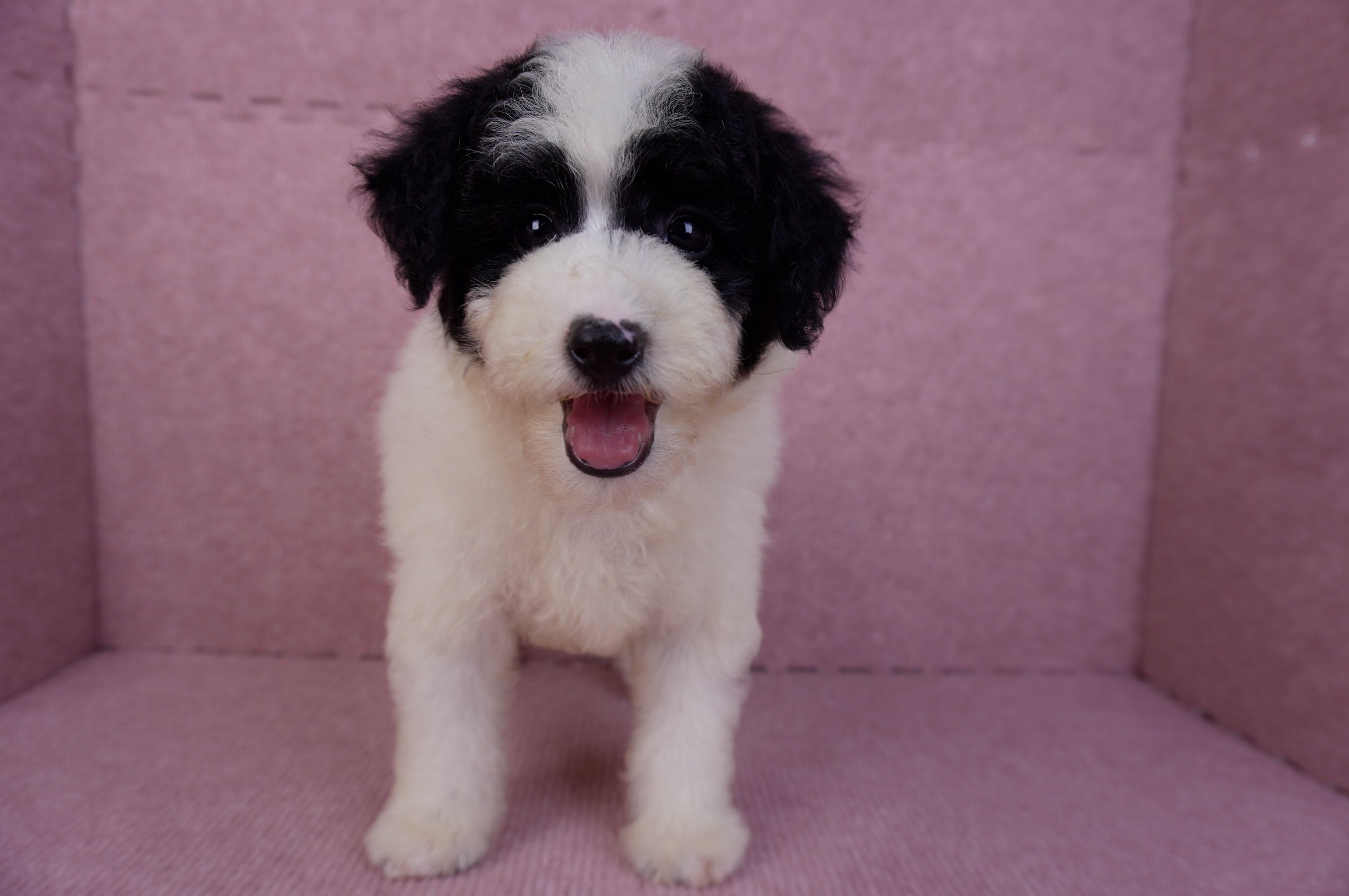 07/10迷你型花貴賓母幼犬(高雄楠梓)