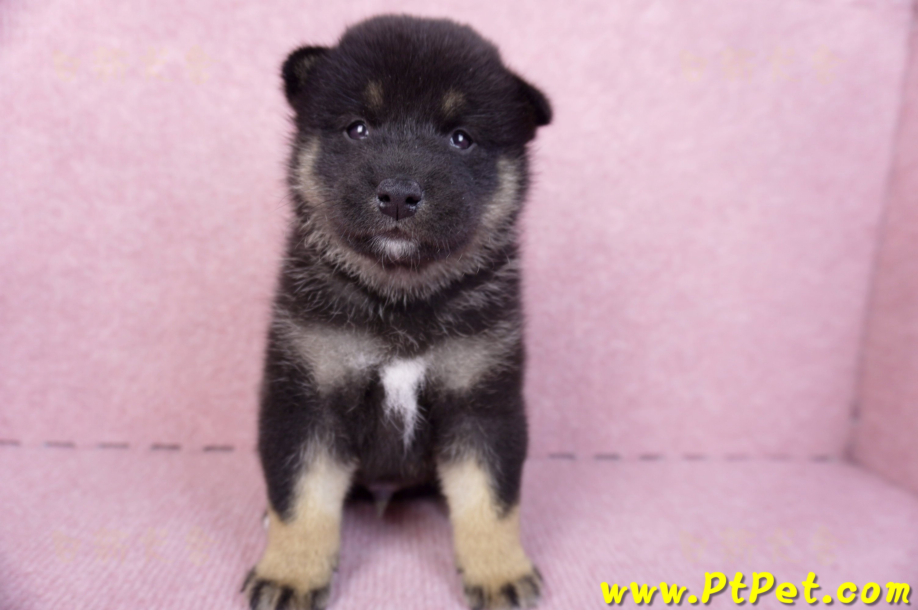 10/15黑色柴犬公幼犬2號(屏東九如)