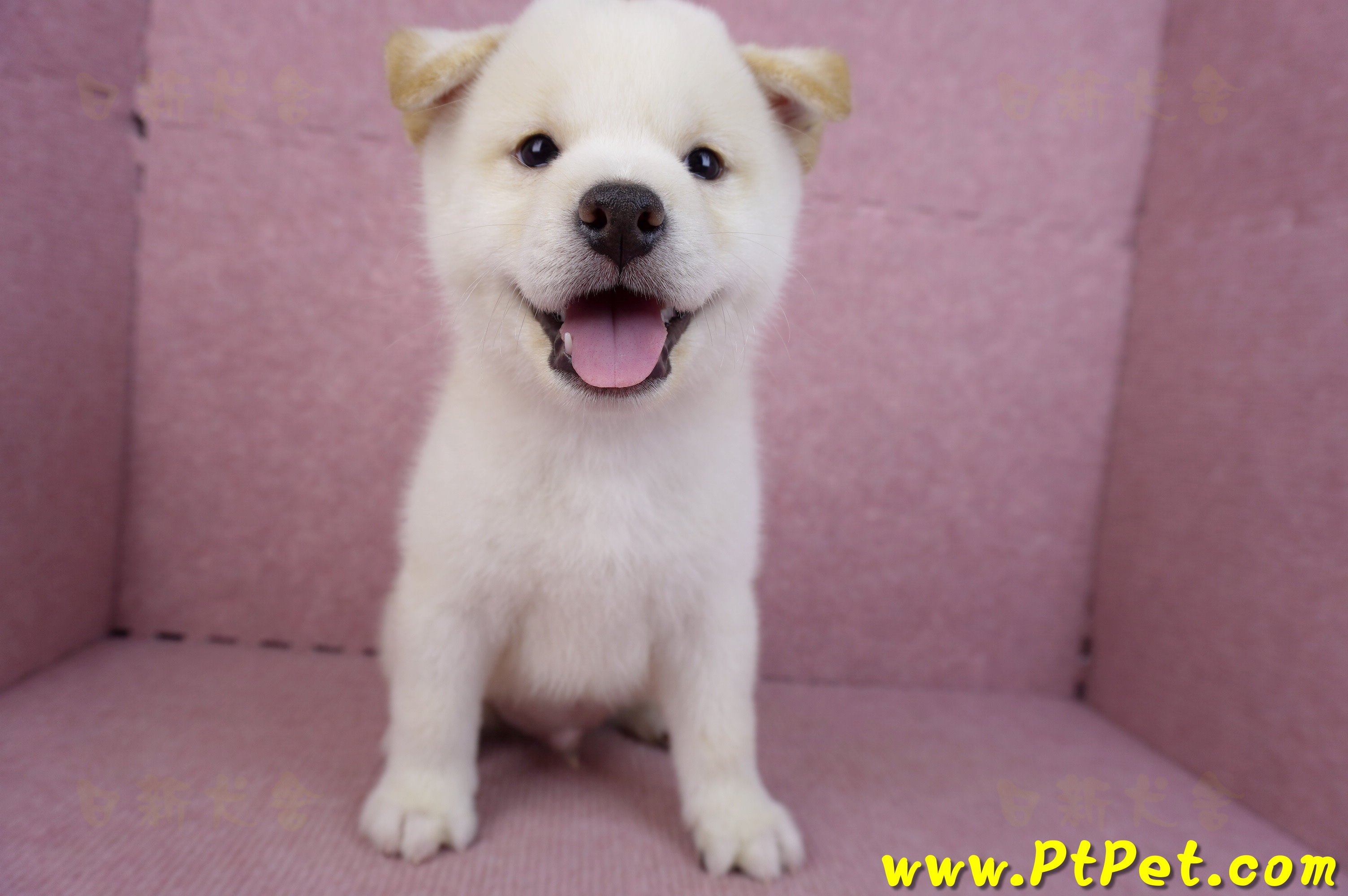 07/22白色柴犬公幼犬