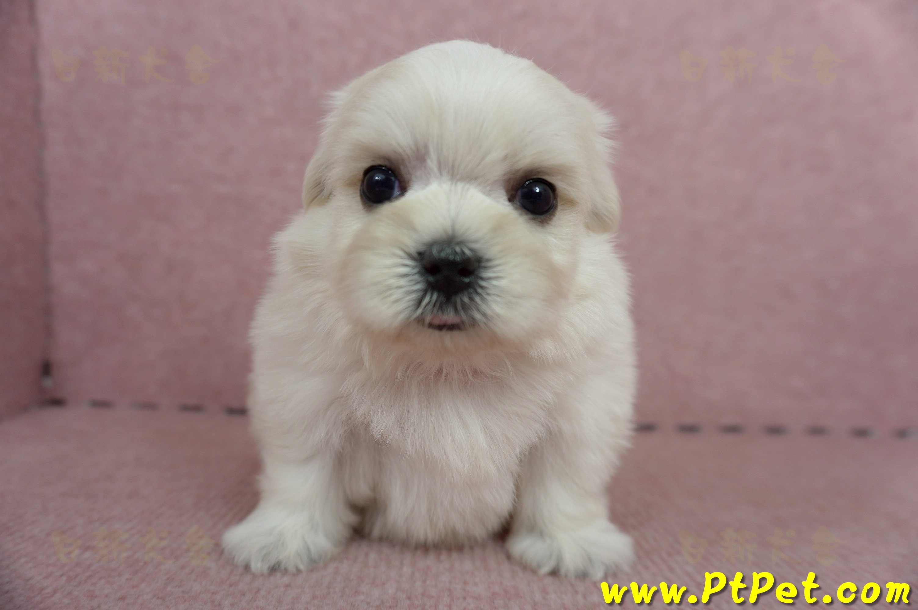 05/28迷你型馬爾濟斯公幼犬2號(高雄仁武)