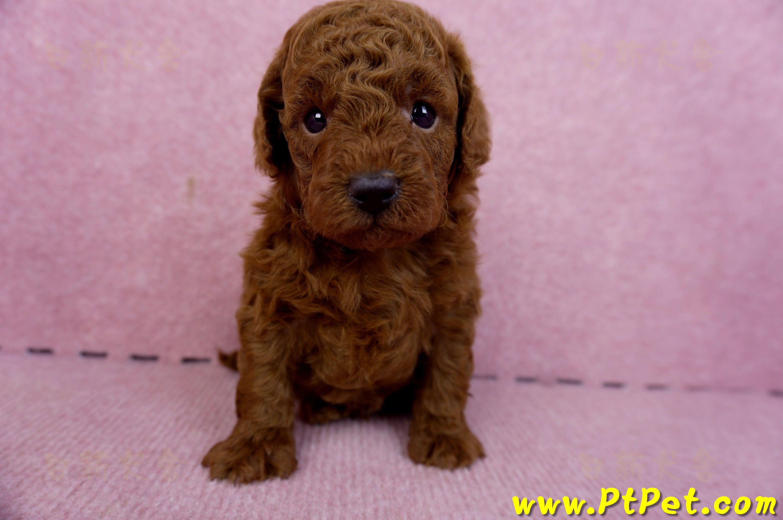 01/26紅貴賓公幼犬(新北深坑)