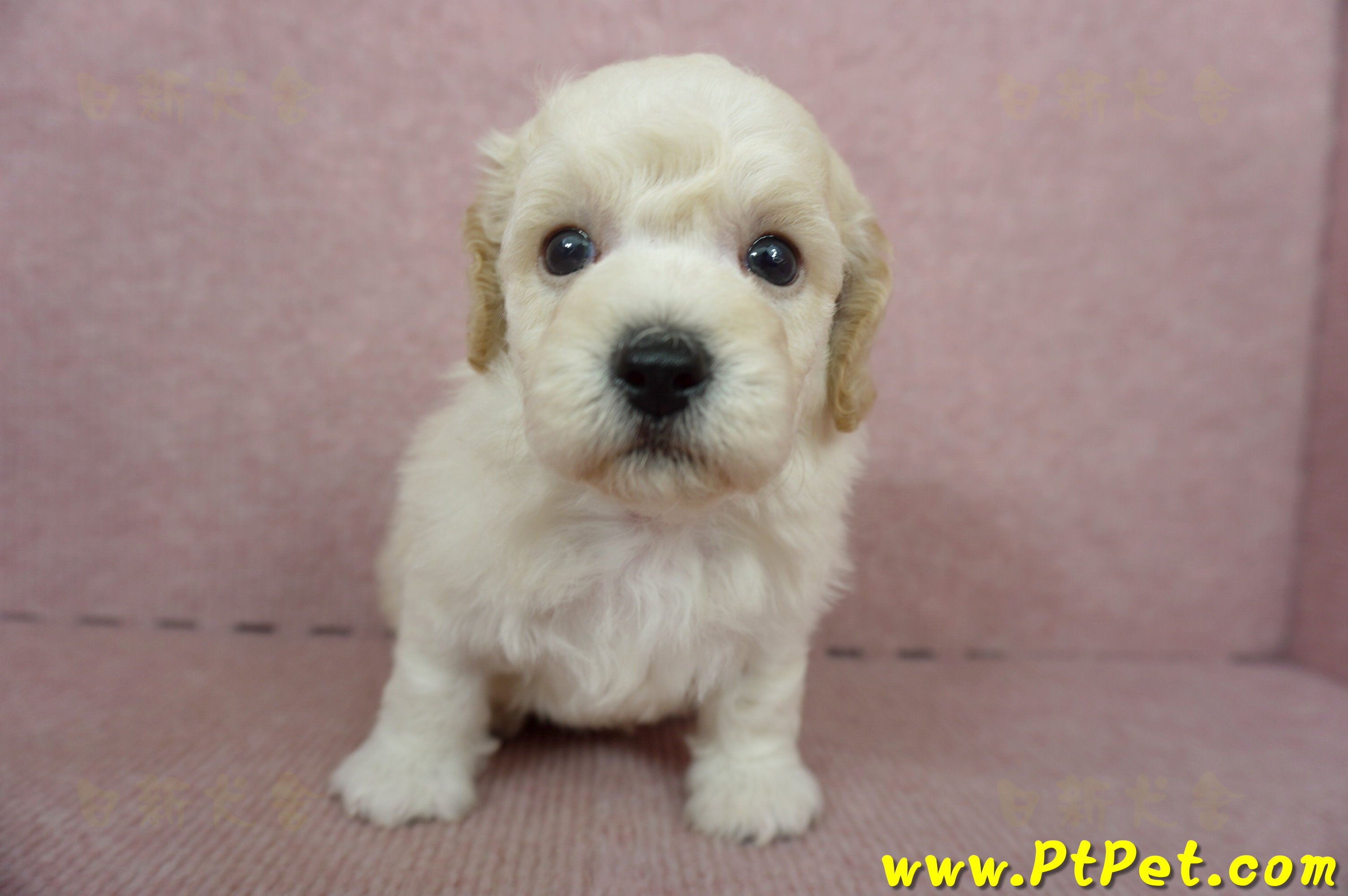 11/08泰迪比熊公幼犬1號(屏東東港)