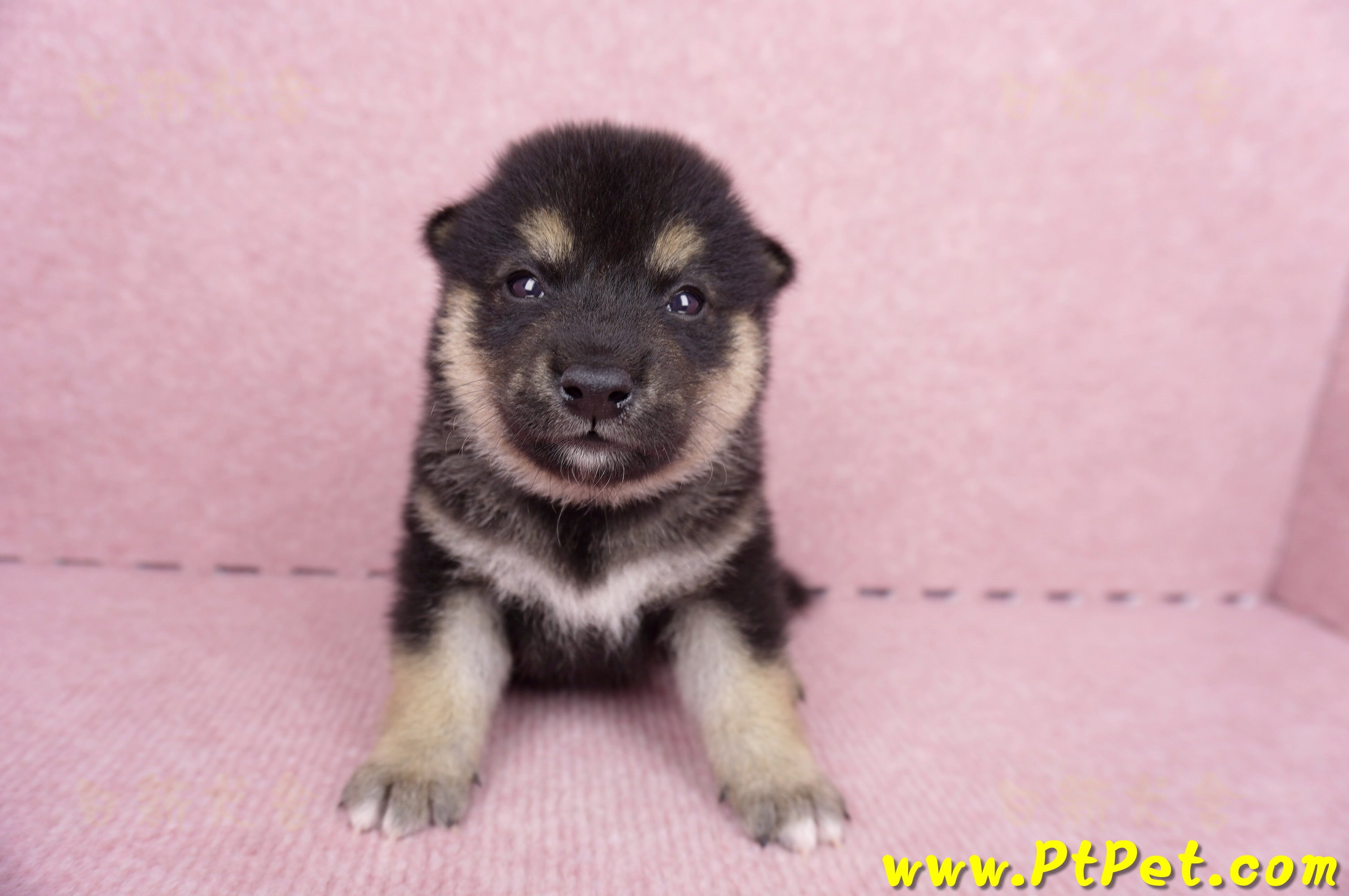 07/05黑色柴犬公幼犬1號(宜蘭市)