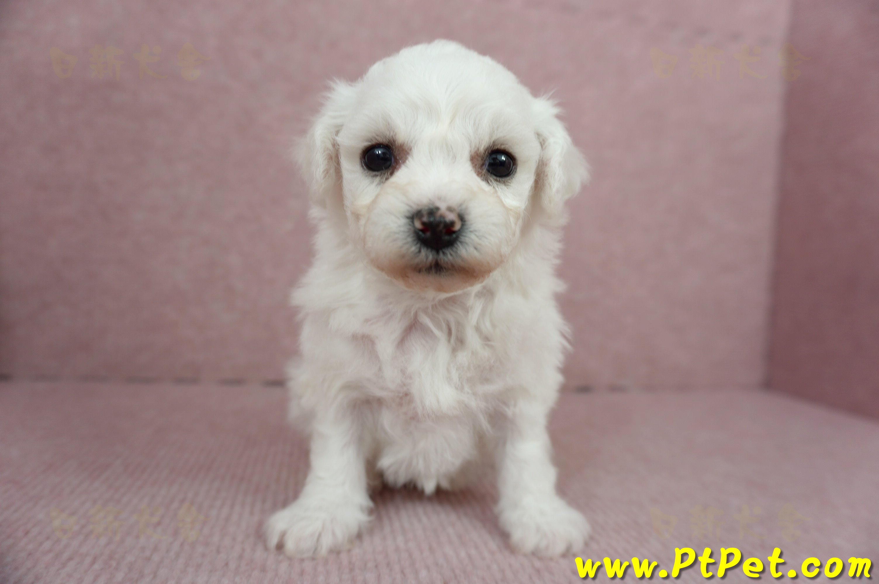 01/12比熊犬母幼犬(屏東市)