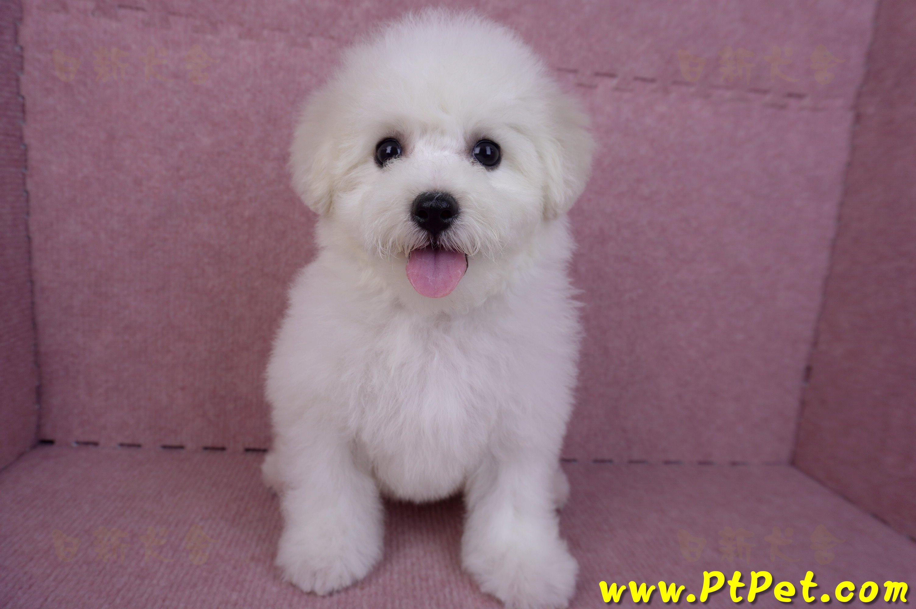 07/22比熊犬母幼犬(桃園中壢)