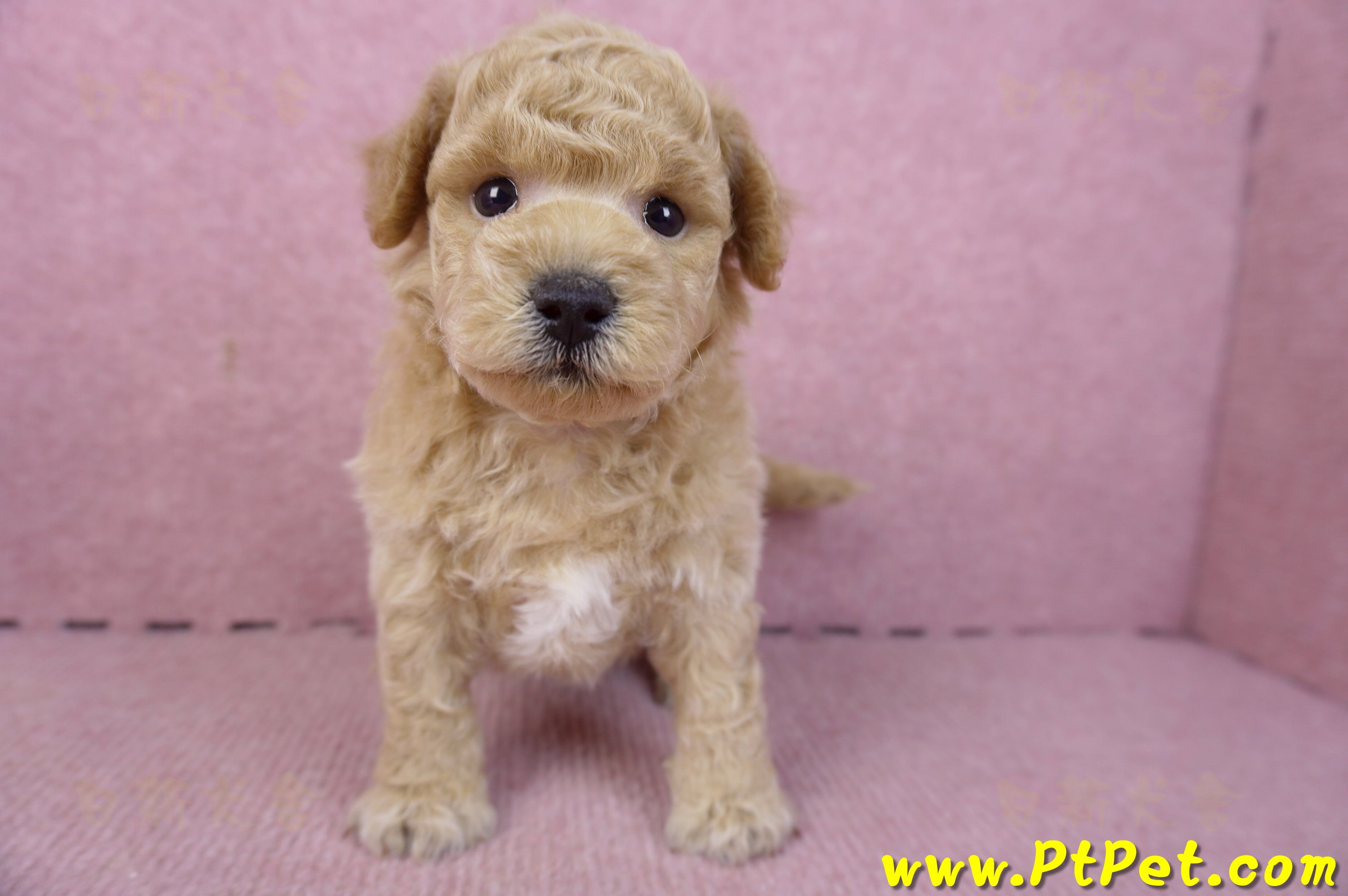 01/20泰迪比熊公幼犬