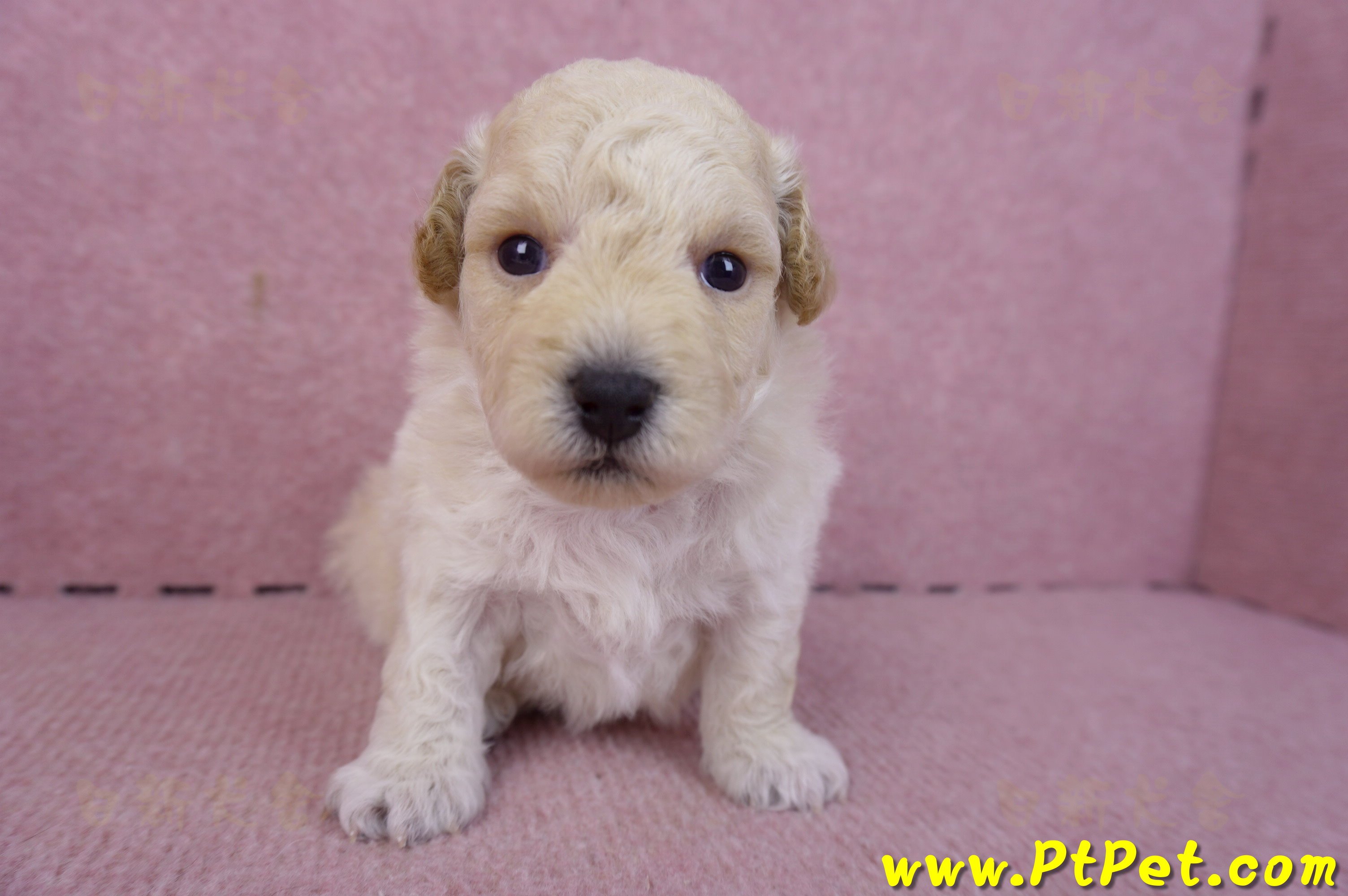 01/20泰迪比熊公幼犬1號(基隆)