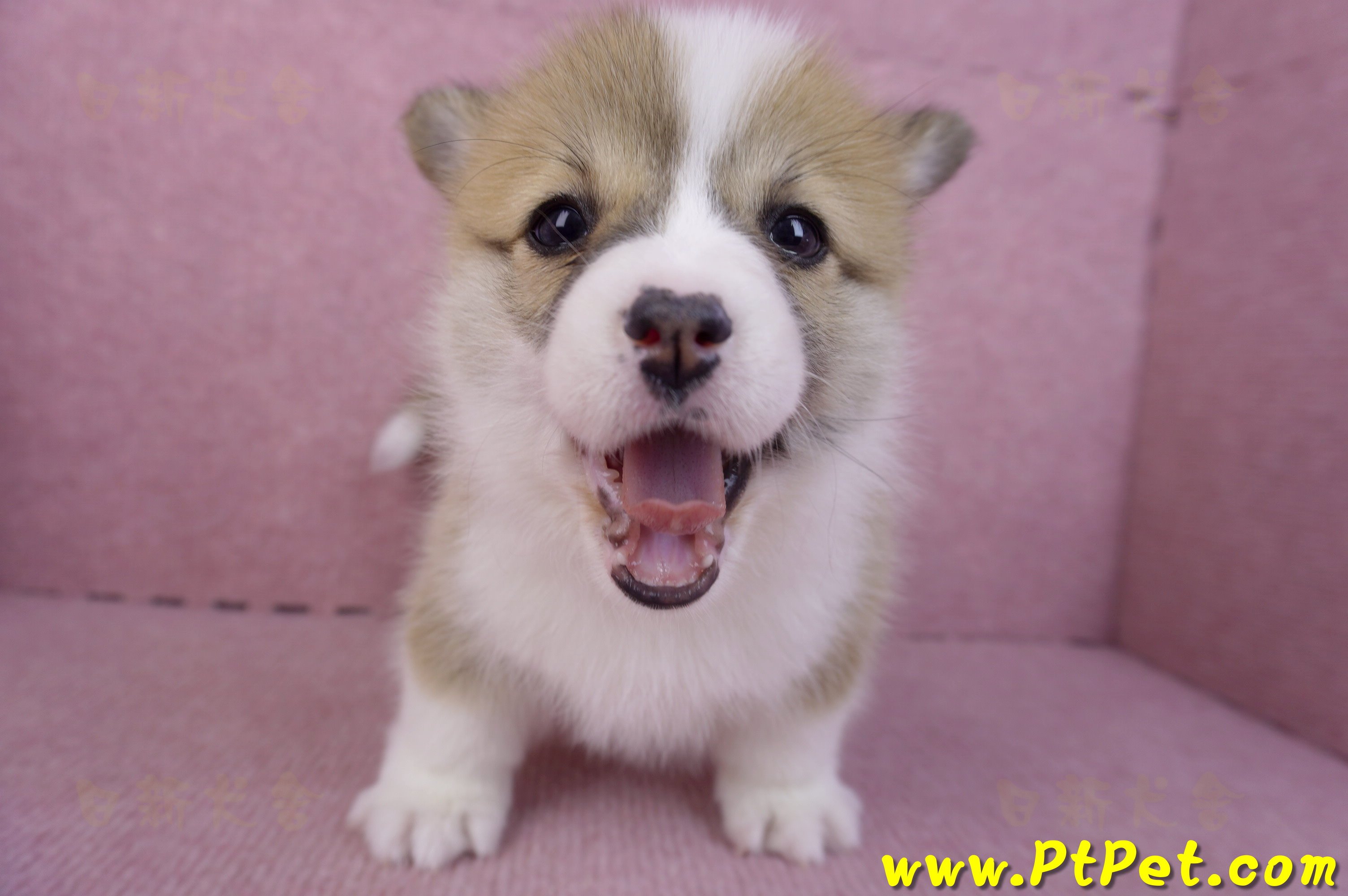 11/30雙色柯基犬母幼犬