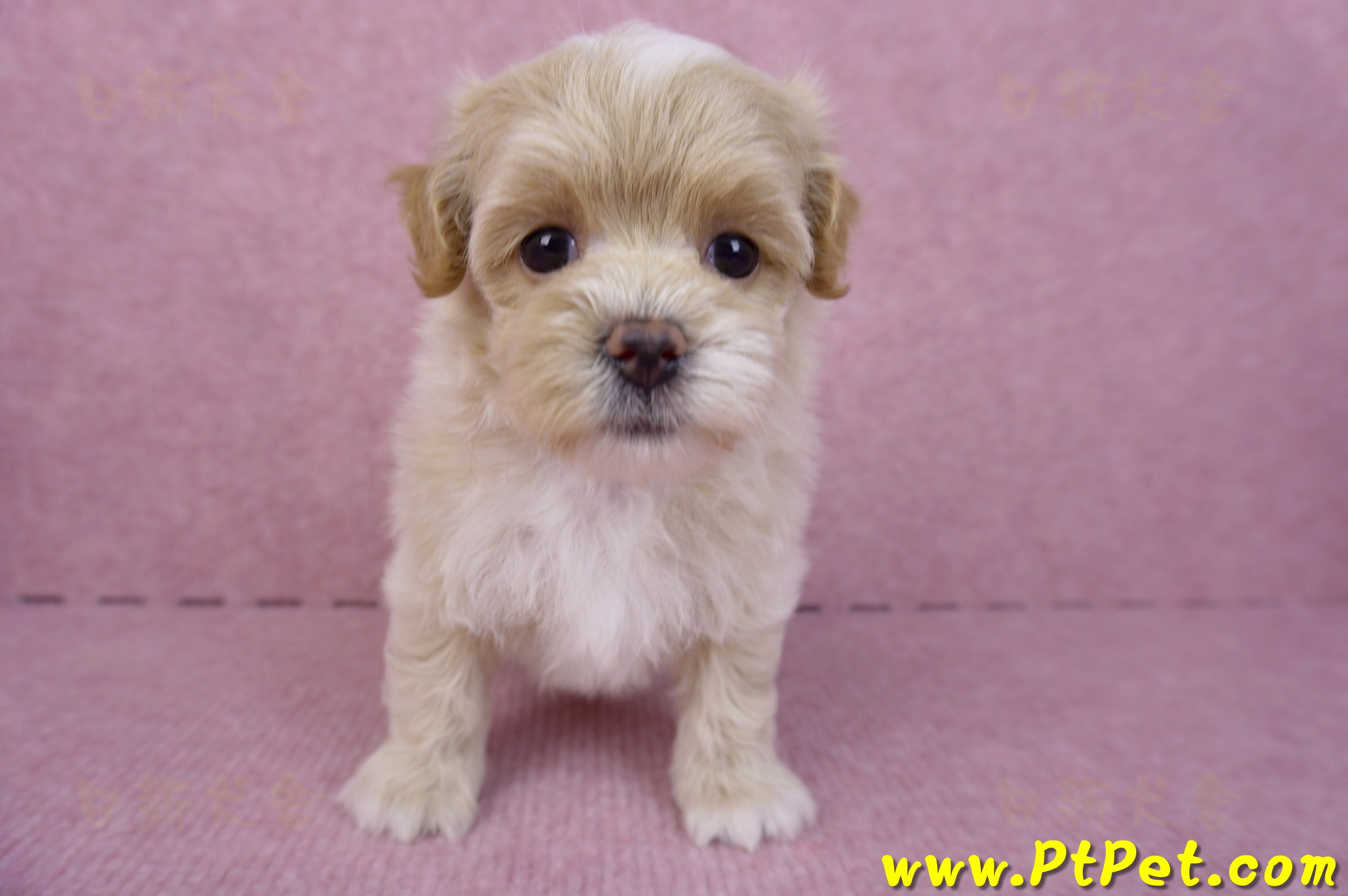 08/06奶油色馬爾泰迪母幼犬2號(高雄鳳山)