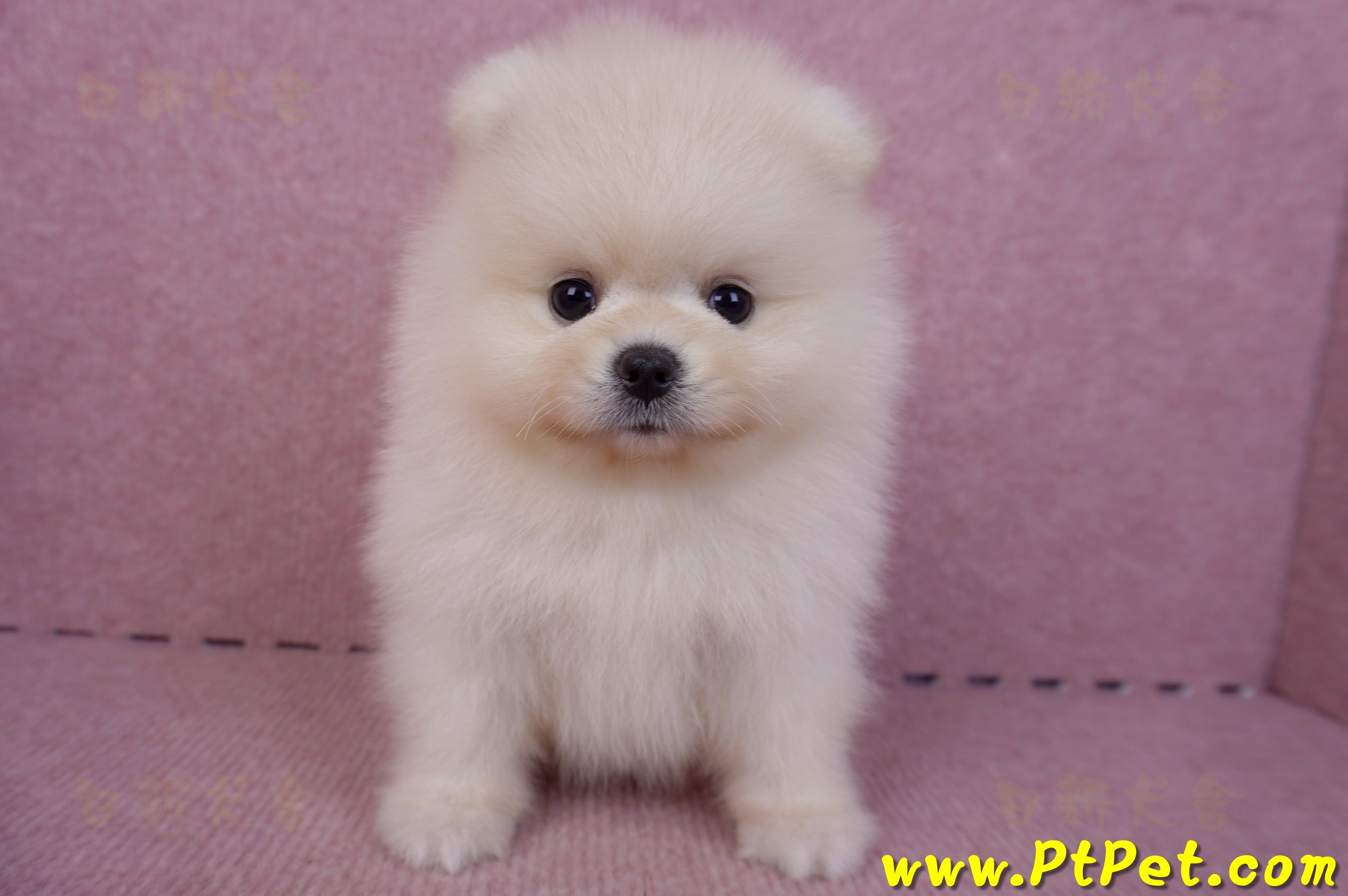 06/23迷你型松鼠白博美公幼犬2號(屏東鹽埔)