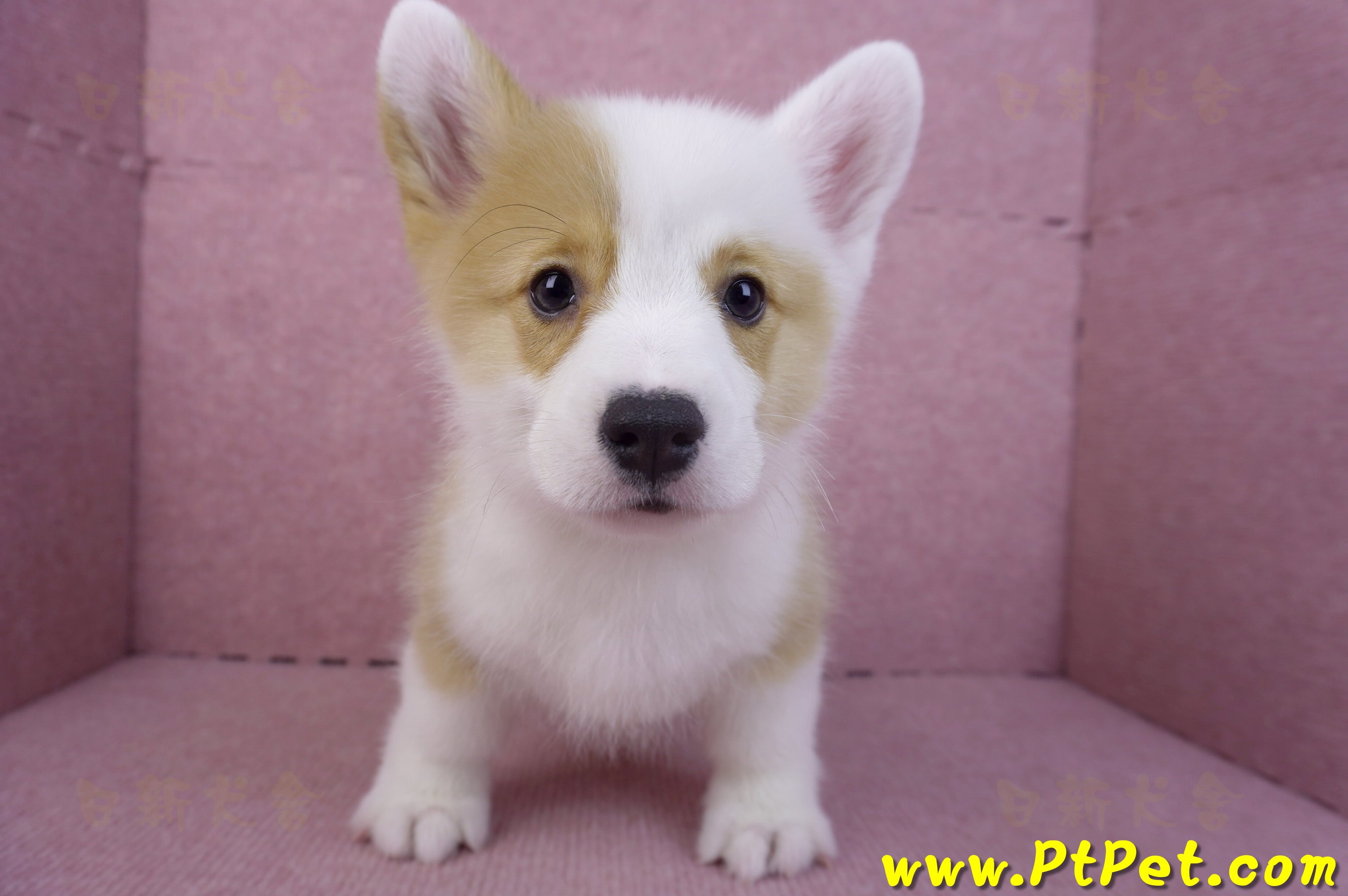 11/05雙色柯基犬公幼犬