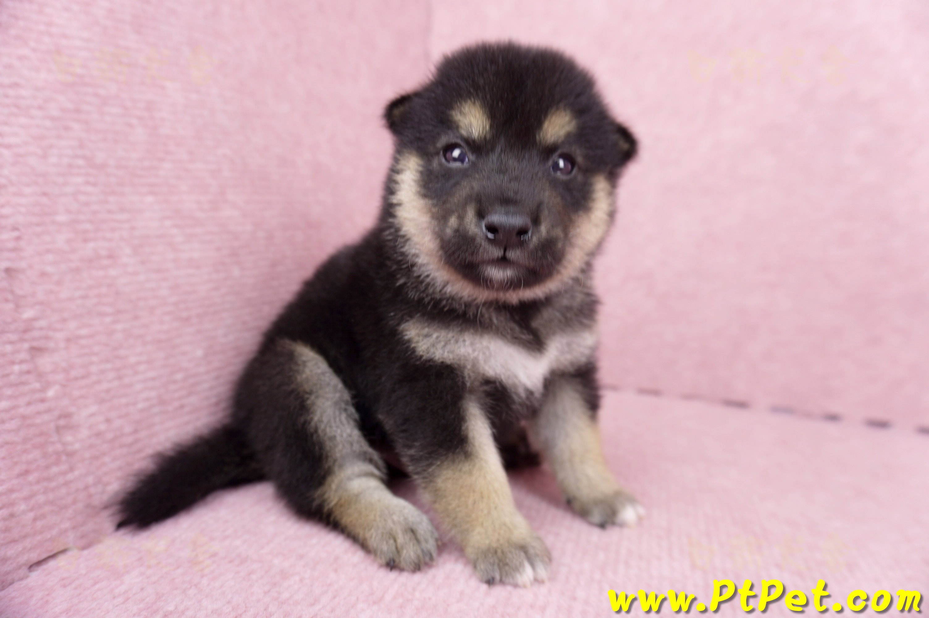 07/05黑色柴犬公幼犬1號(宜蘭市)