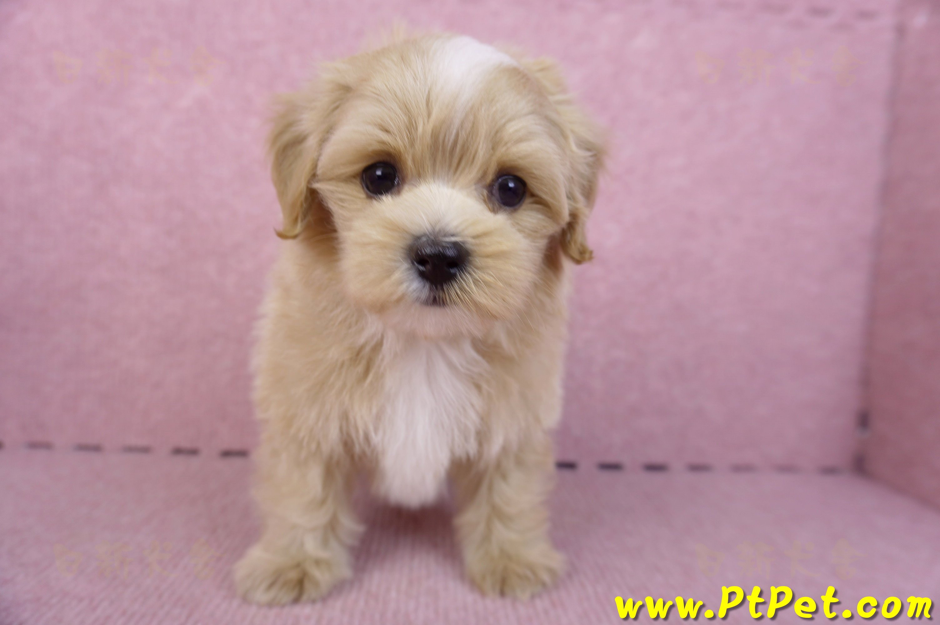 10/13馬爾泰迪公幼犬(桃園楊梅)