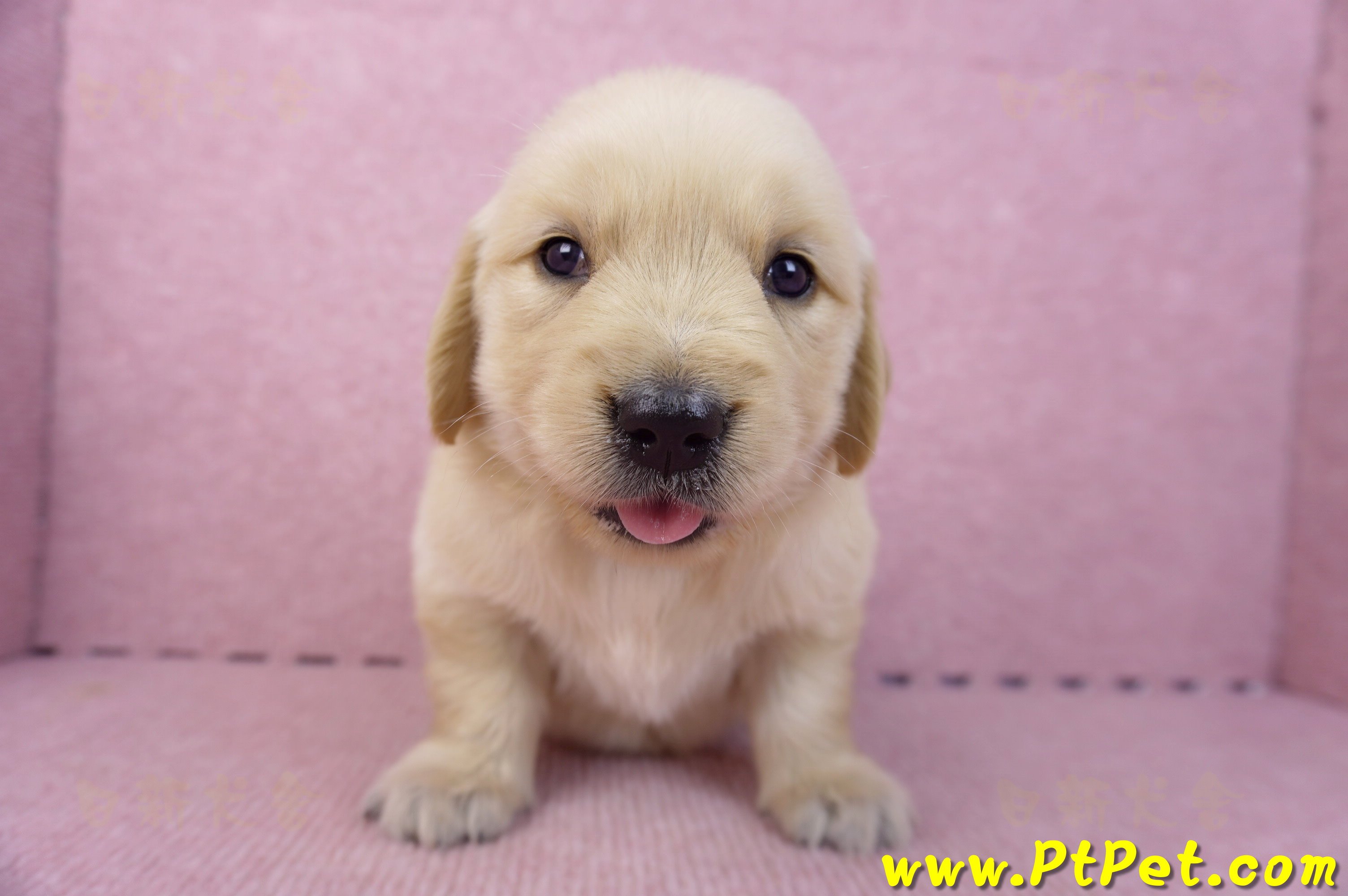 07/18黃金獵犬母幼犬3號(新北新莊)