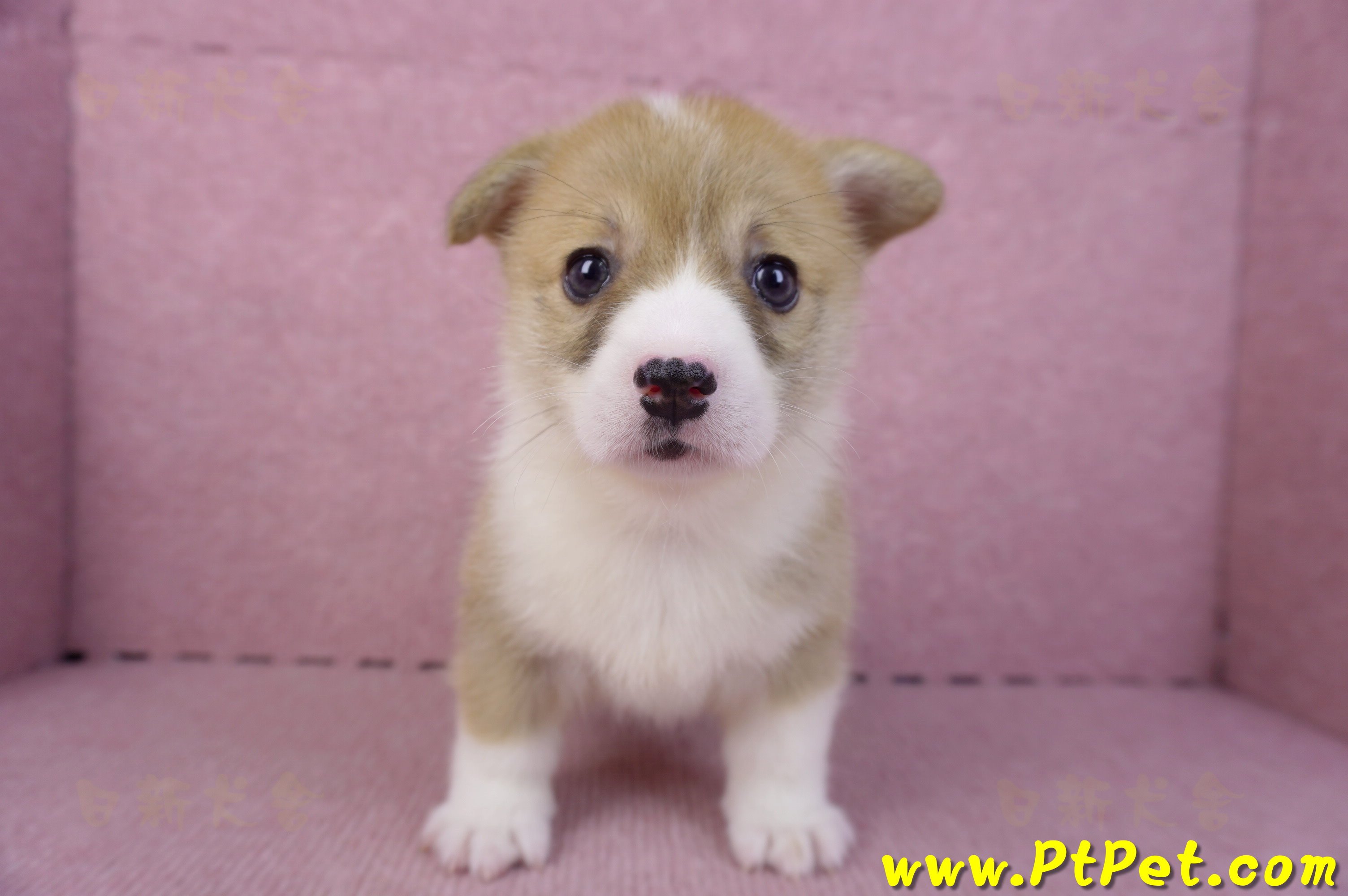 10/13雙色柯基犬母幼犬4號(新北板橋)