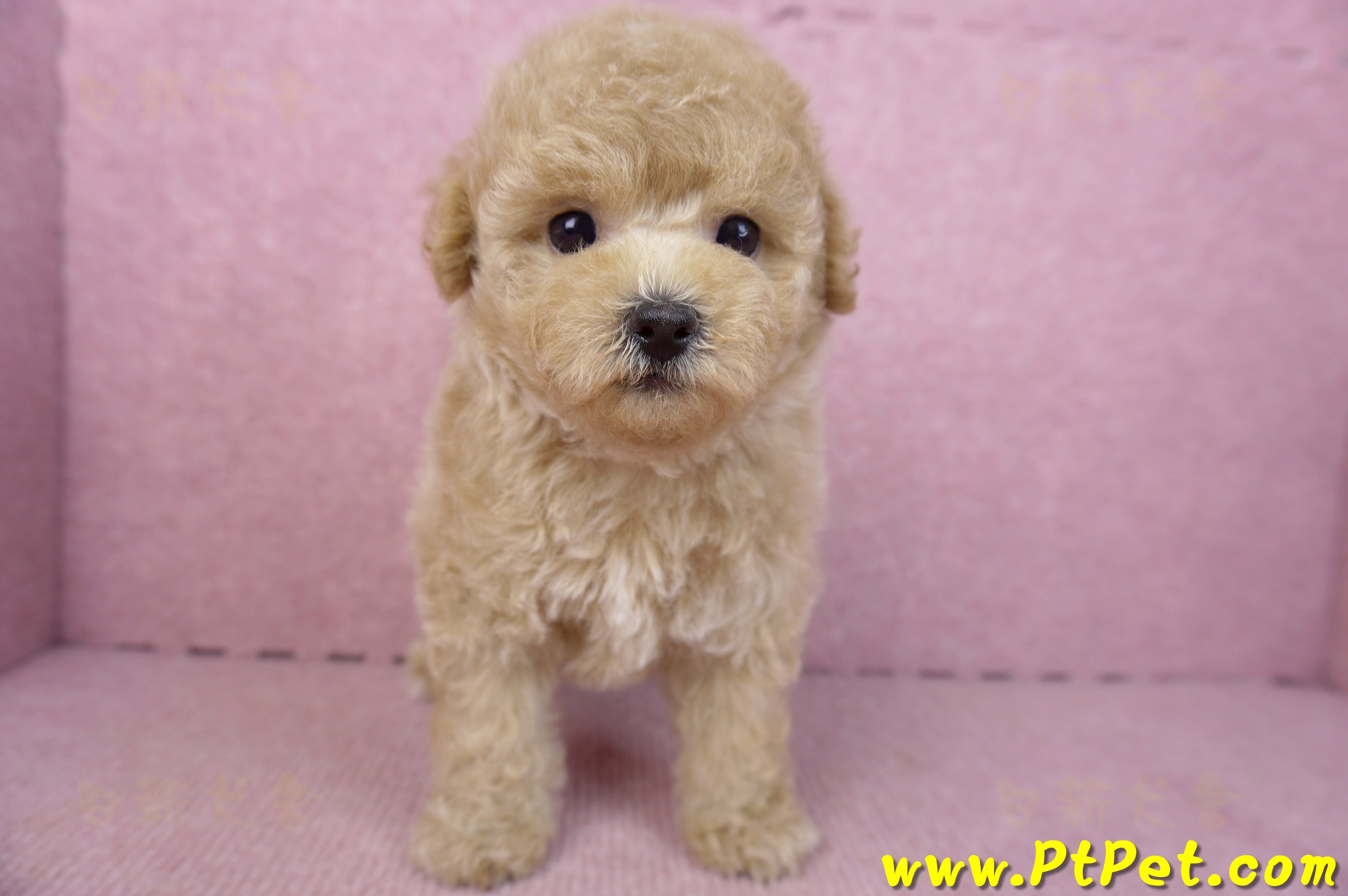 02/18泰迪比熊母幼犬2號(新北林口)