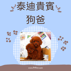 貴賓狗-狗爸