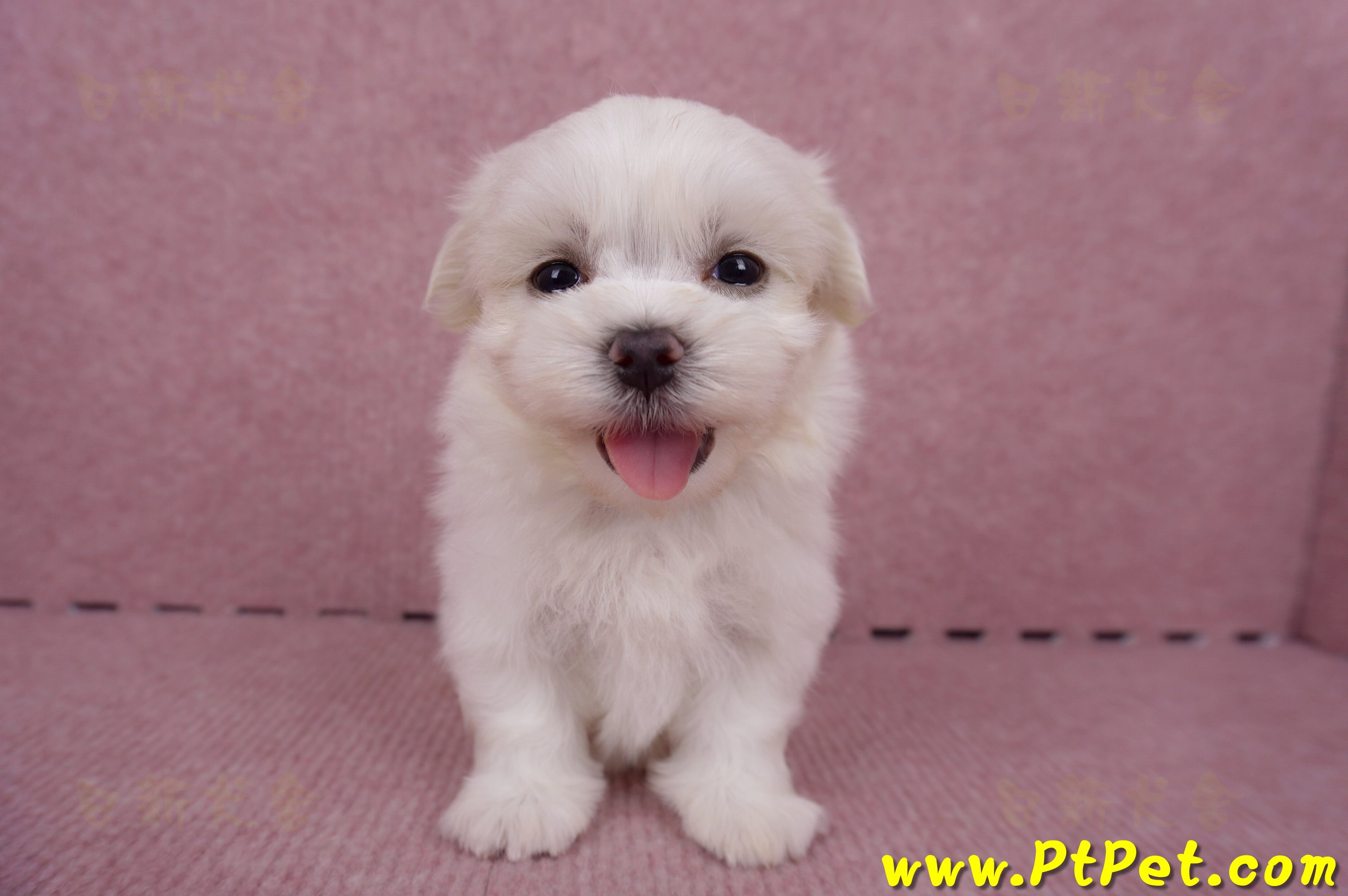 06/26迷你型馬爾濟斯 II 公幼犬1號(台東市)