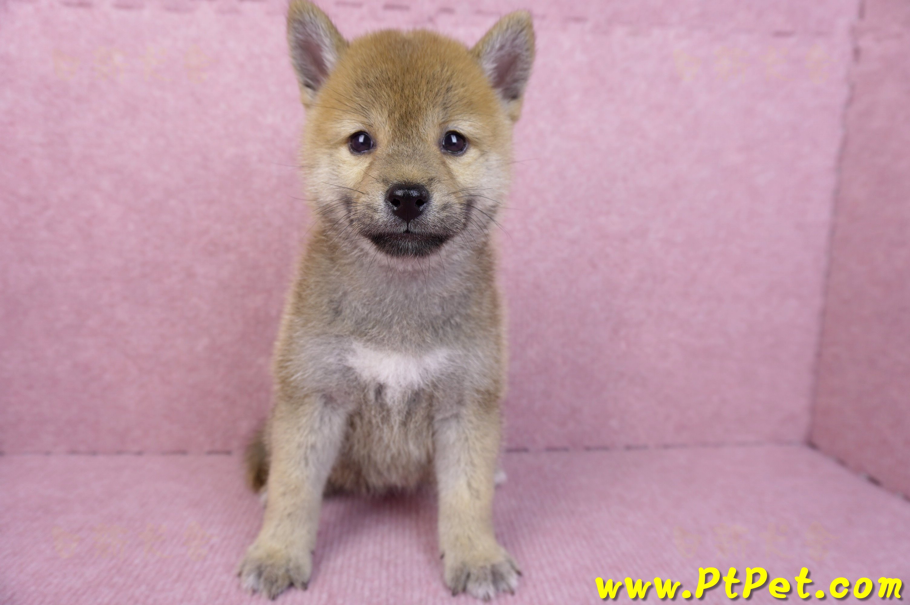 07/11赤色柴犬母幼犬(台南東區)