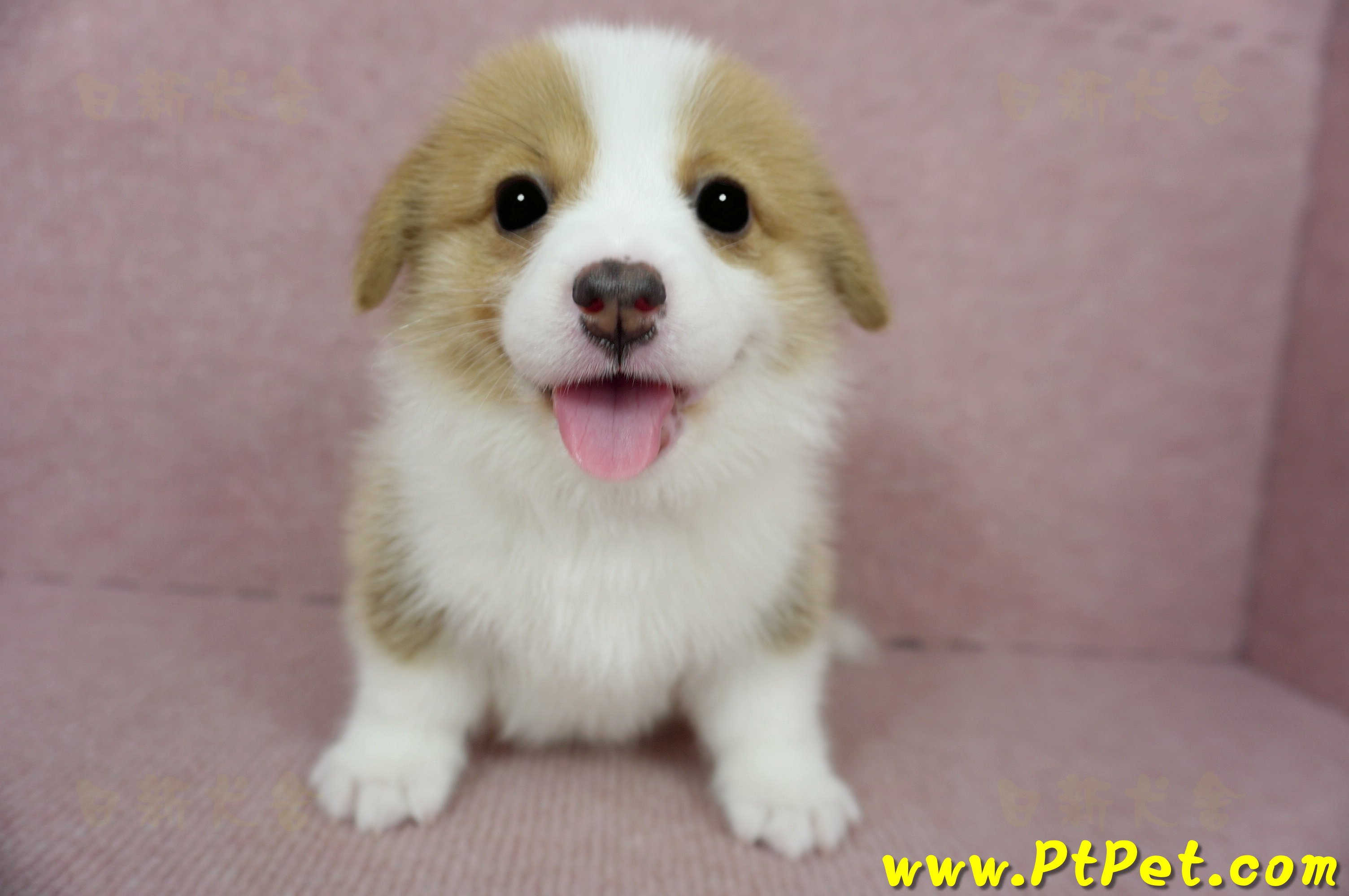 02/09雙色柯基犬母幼犬1號(台南安定)