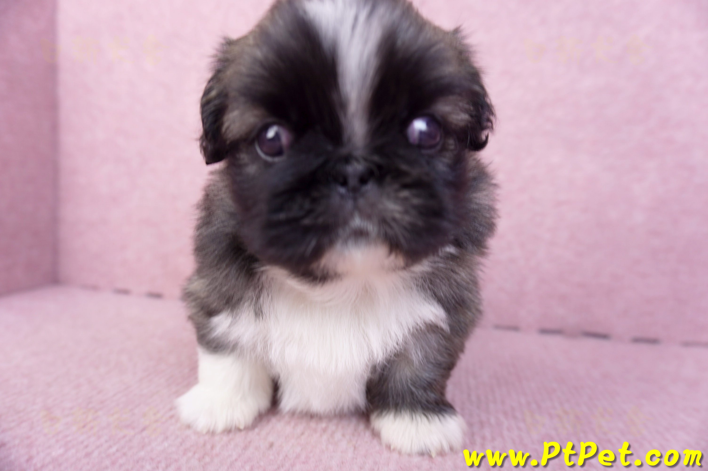 12/17棕色北京狗公幼犬(高雄左營)