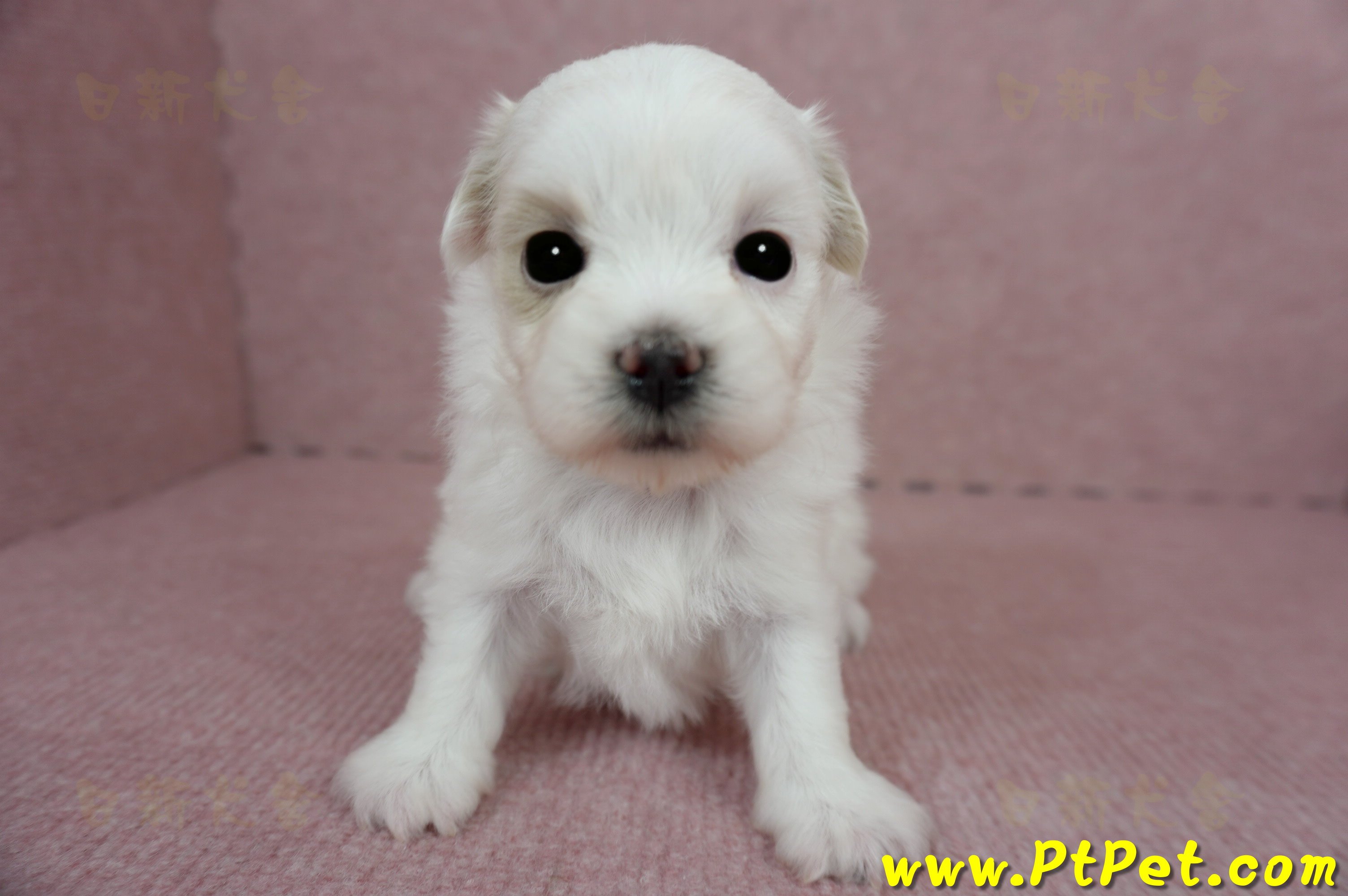 03/14白色馬爾泰迪母幼犬(屏東長治)