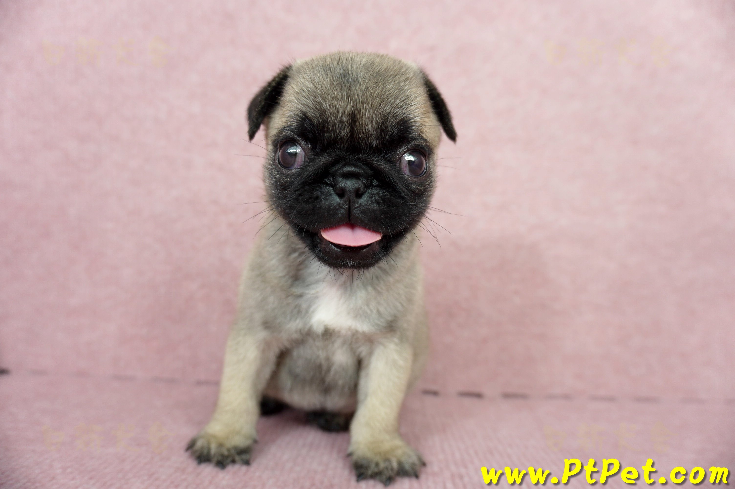 04/02巴哥母幼犬(高雄鼓山)