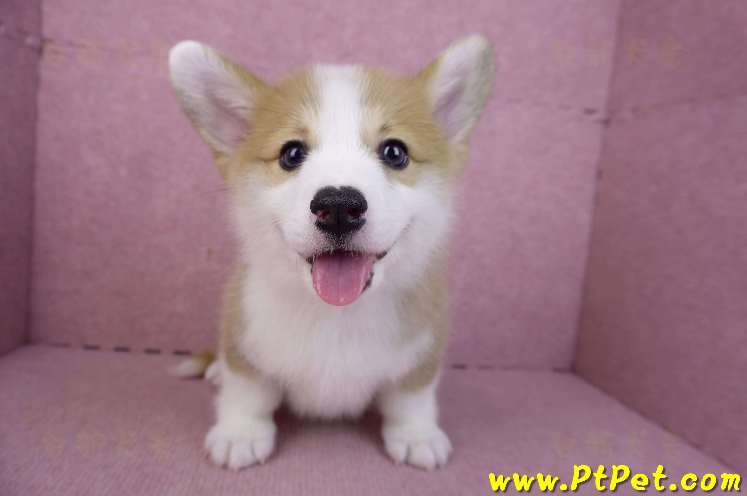 11/30雙色柯基犬公幼犬2號(高雄鳳山)