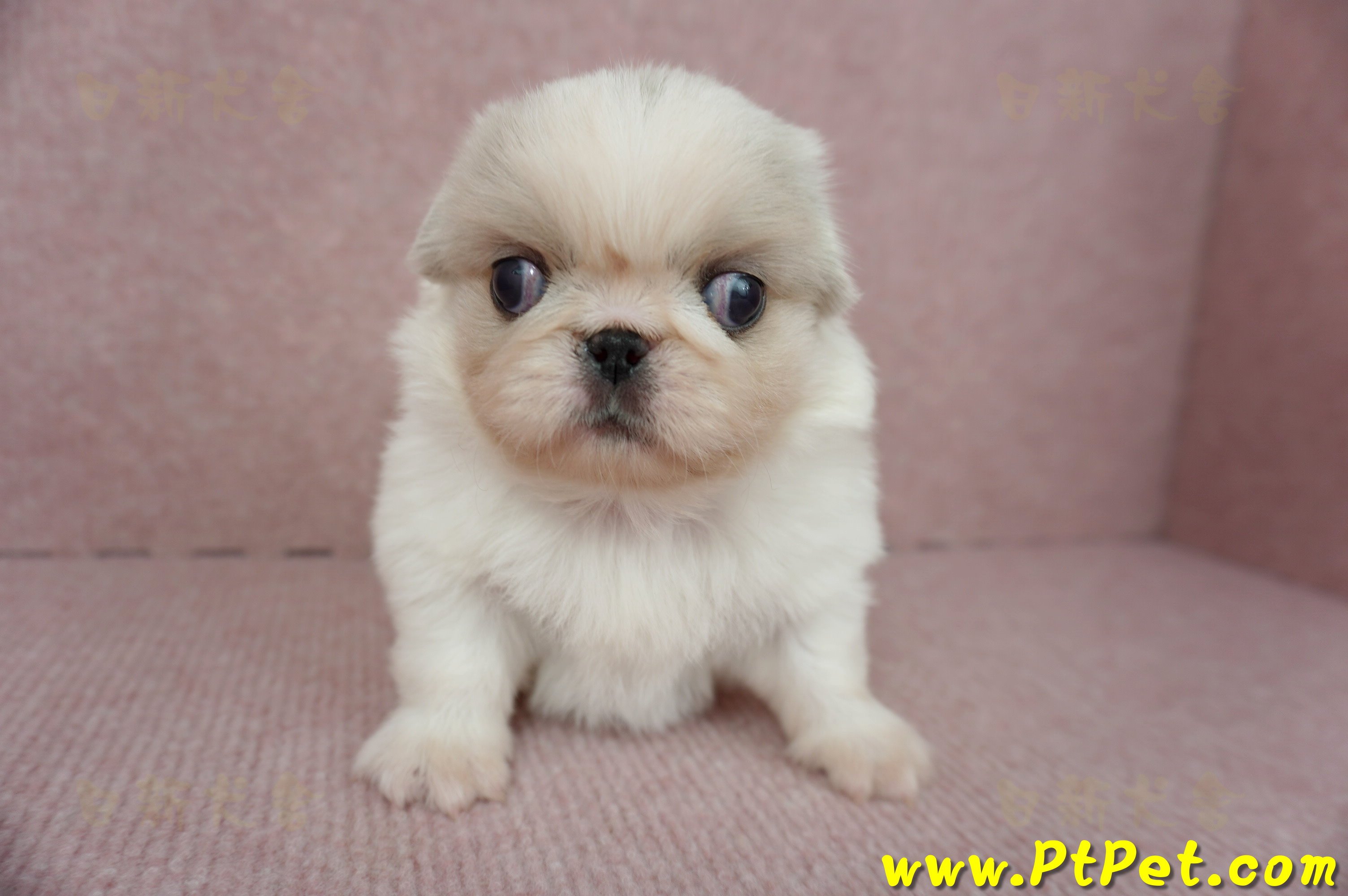 12/28北京狗母幼犬(桃園龍潭)