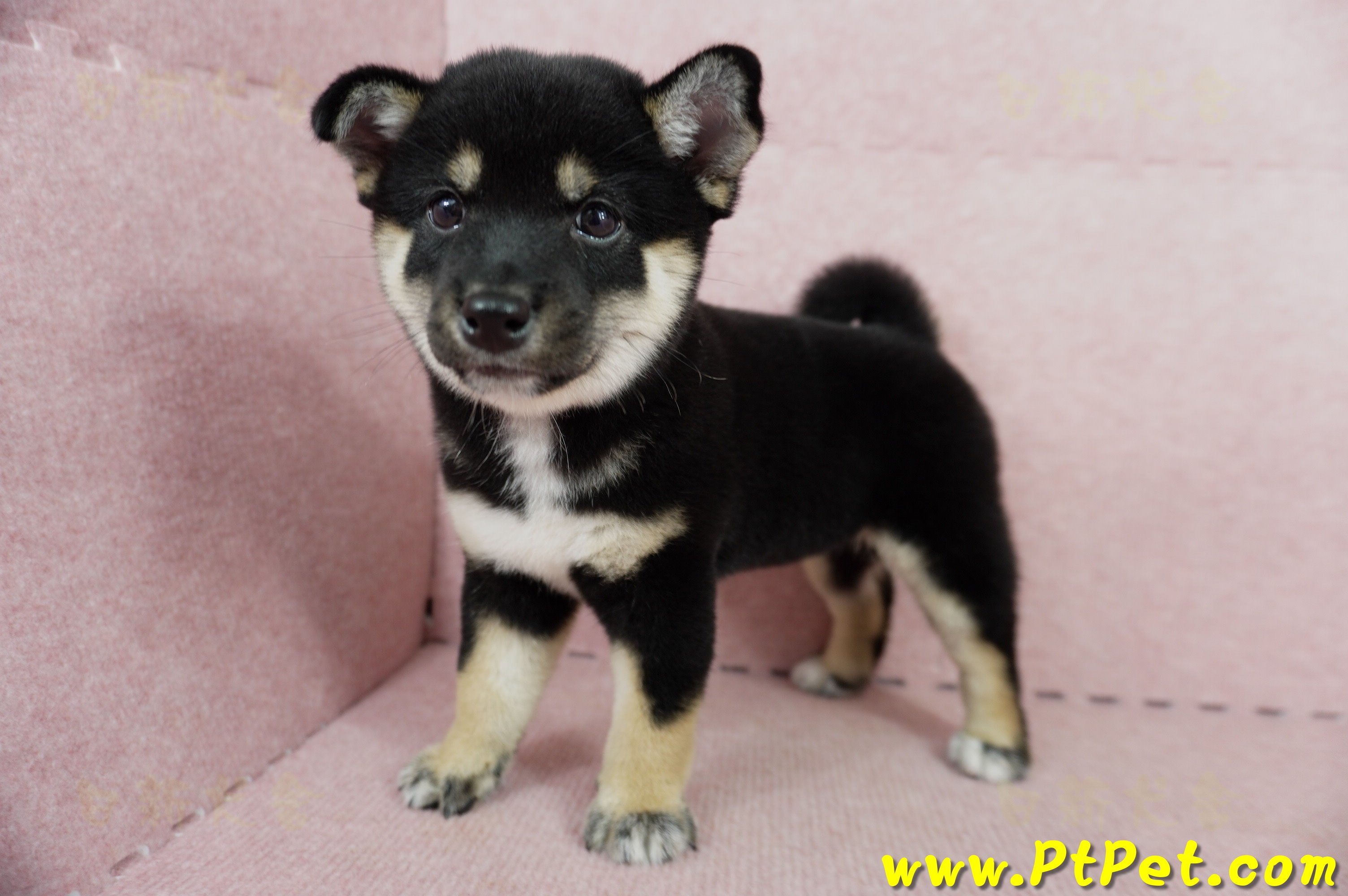 05/14黑色柴犬母幼犬2號(嘉義中埔)