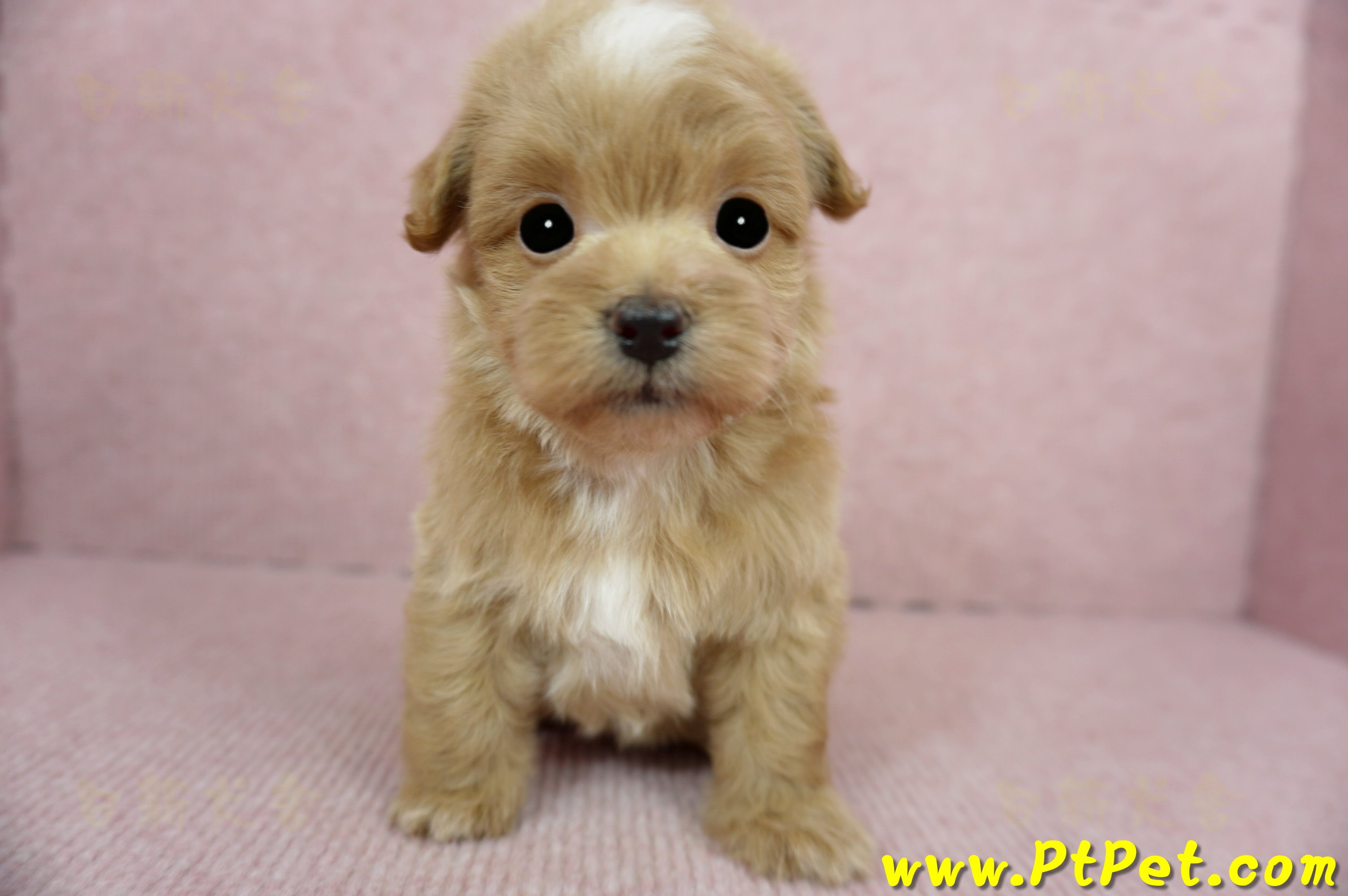 02/14奶油色馬爾泰迪 II 公幼犬(花蓮市)